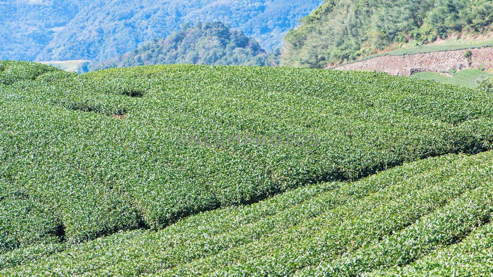 Beautiful green tea crop garden rows scene with blue sky and cloud, design concept for the fresh tea product background, copy space.