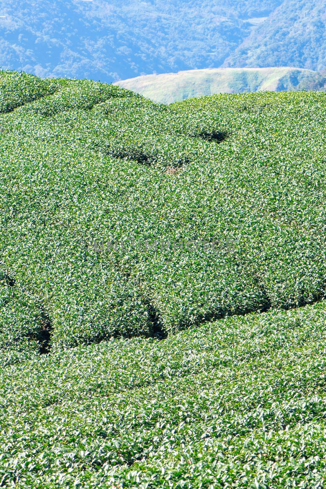 Beautiful green tea crop garden rows scene with blue sky and cloud, design concept for the fresh tea product background, copy space.