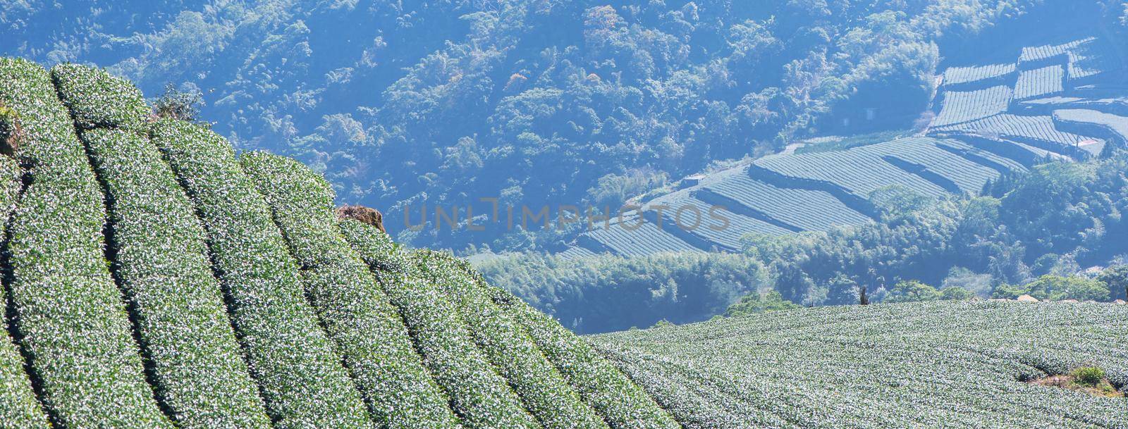 Beautiful green tea crop garden rows scene with blue sky and cloud, design concept for the fresh tea product background, copy space.