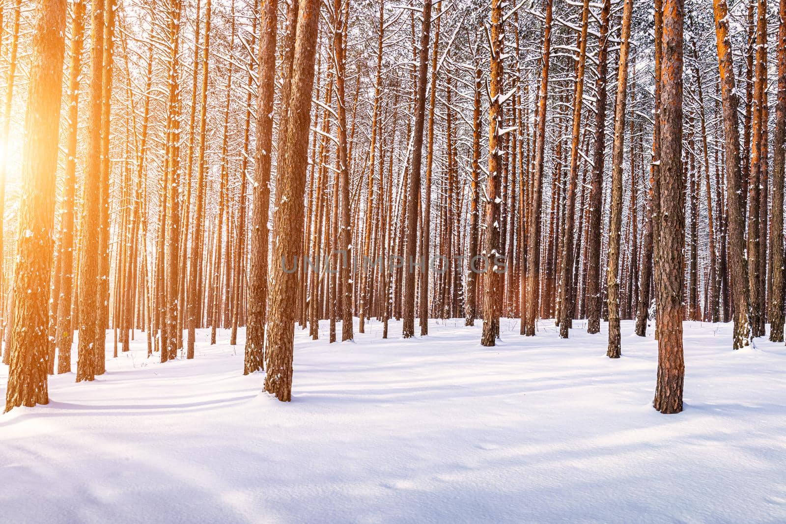 Sunset or sunrise in the winter pine forest covered with a snow. Rows of pine trunks with the sun's rays. Snowfall. by Eugene_Yemelyanov