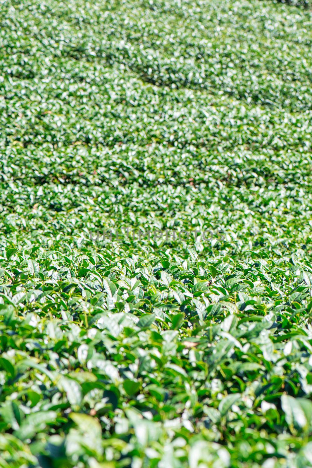 Beautiful green tea crop garden rows scene with blue sky and cloud, design concept for the fresh tea product background, copy space.