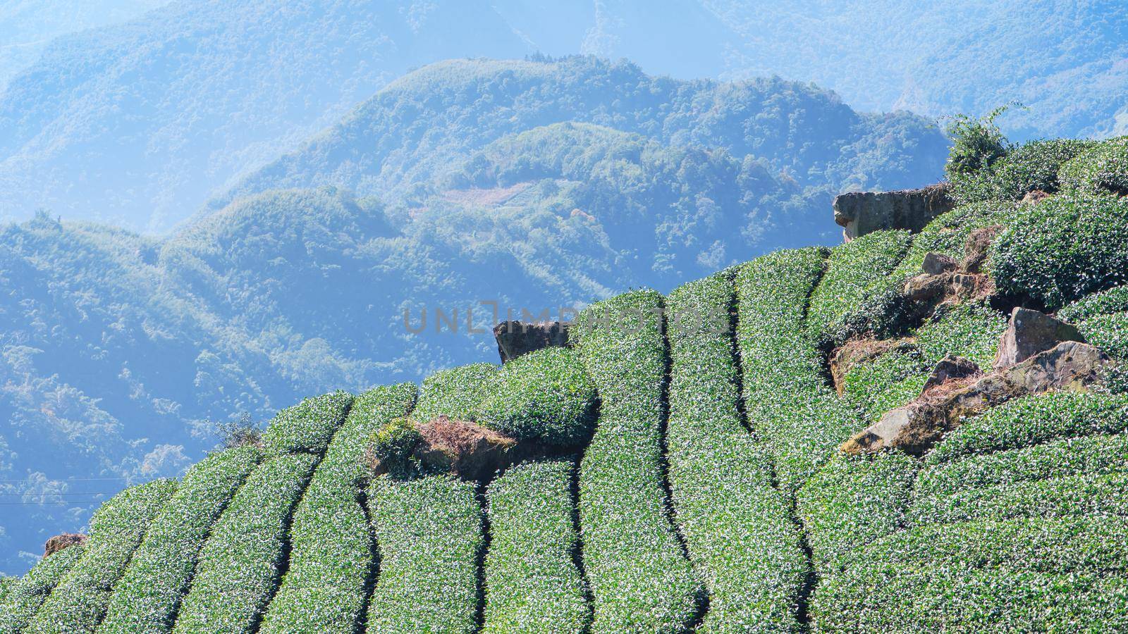 Beautiful green tea crop garden rows scene with blue sky and cloud, design concept for the fresh tea product background, copy space.