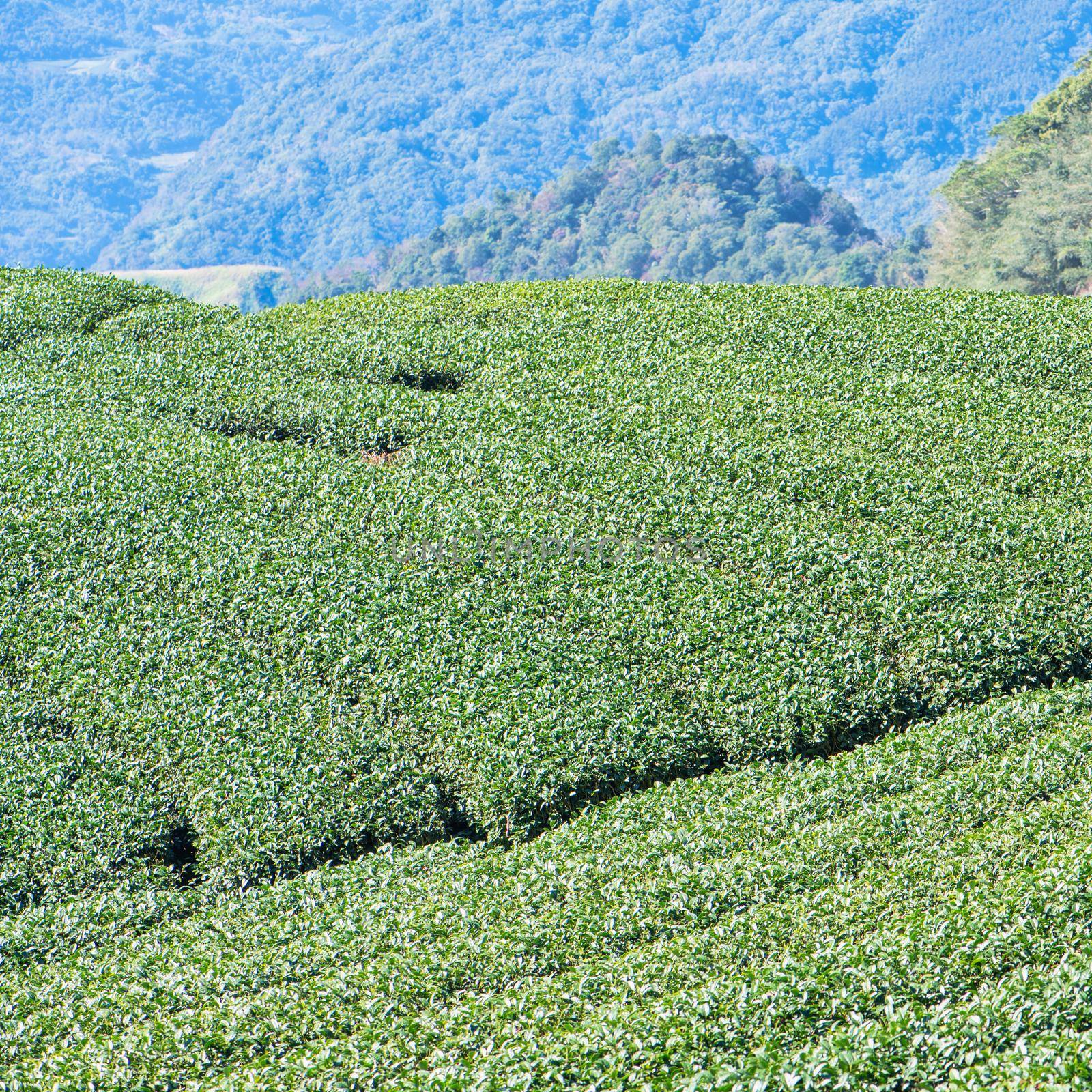 Beautiful green tea crop garden rows scene with blue sky and cloud, design concept for the fresh tea product background, copy space.