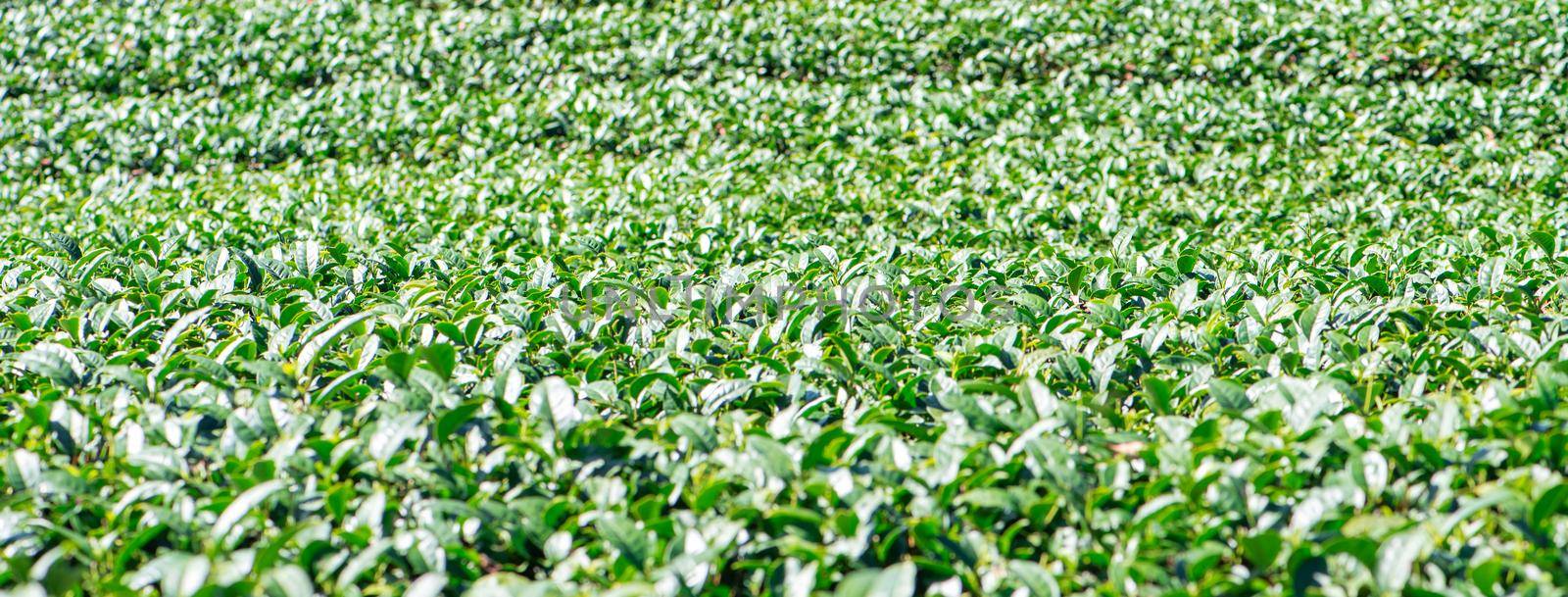 Beautiful green tea crop garden rows scene with blue sky and cloud, design concept for the fresh tea product background, copy space. by ROMIXIMAGE