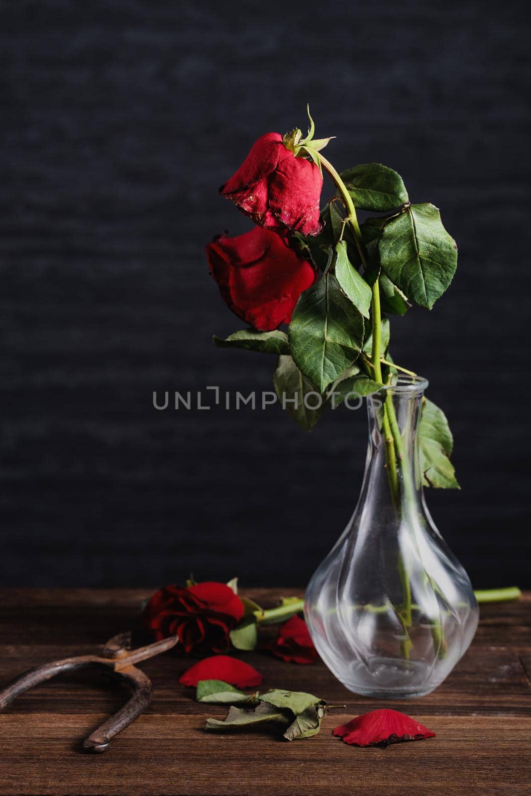 Withered rose on dark gray background and wooden table with fall petals and leaves, design concept of sad Valentine's day romance, broken up, copy,space.