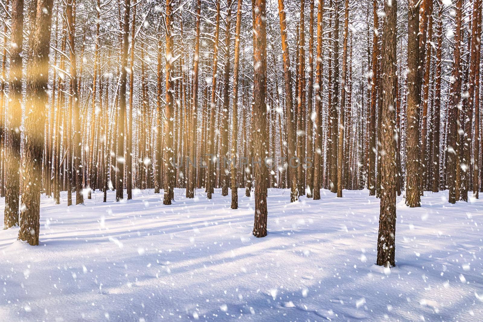 Sunset in the winter pine forest with falling snow. Rows of pine trunks with the sun's rays passing through them. Snowfall. by Eugene_Yemelyanov