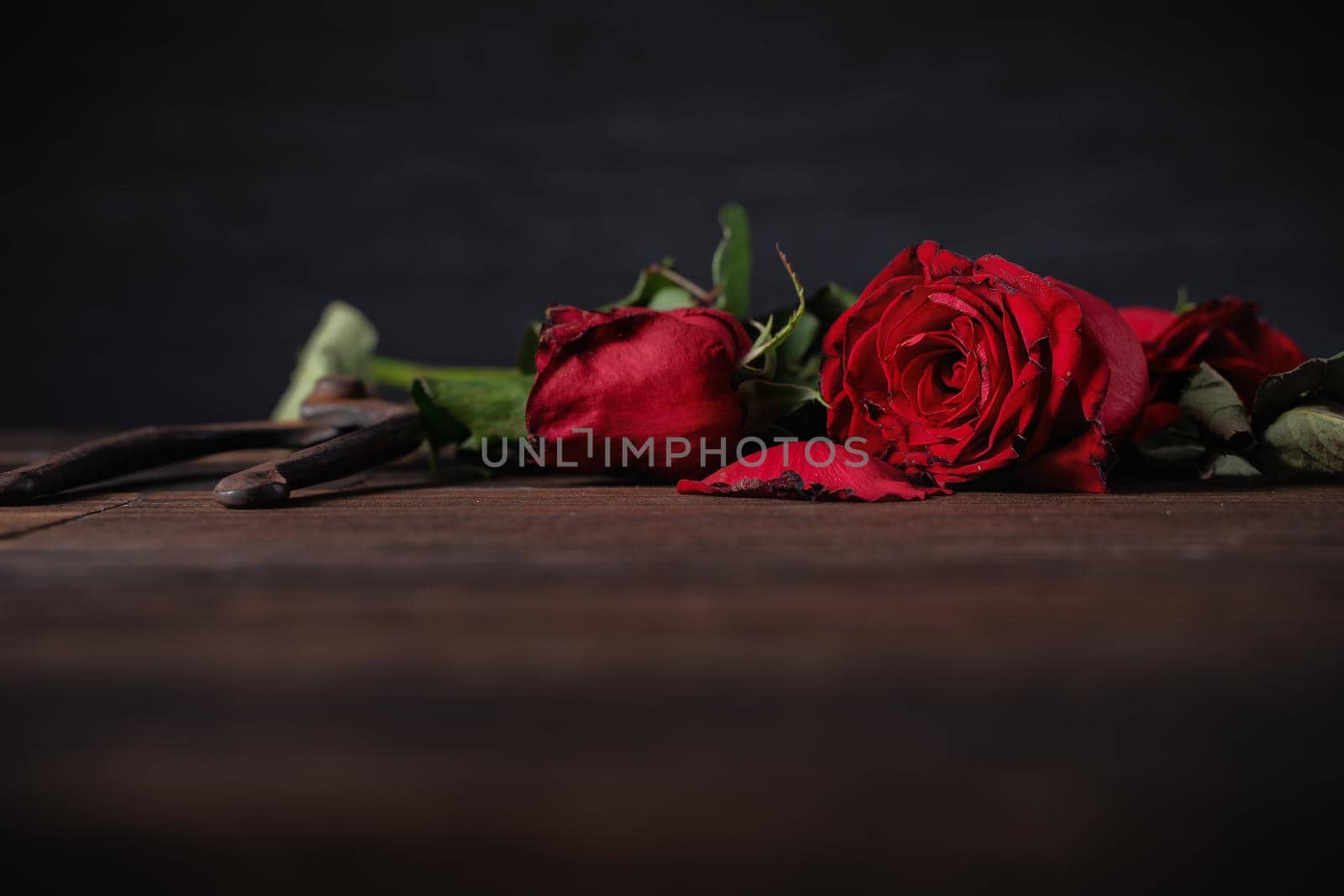 Withered rose on dark gray background and wooden table with fall petals and leaves, design concept of sad Valentine's day romance, broken up, copy,space.