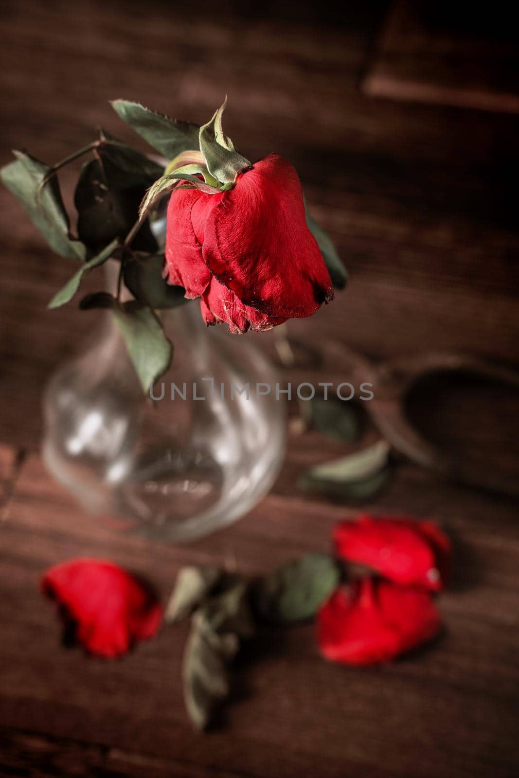 Withered rose on dark gray background and wooden table with fall petals and leaves, design concept of sad Valentine's day romance, broken up, copy,space.