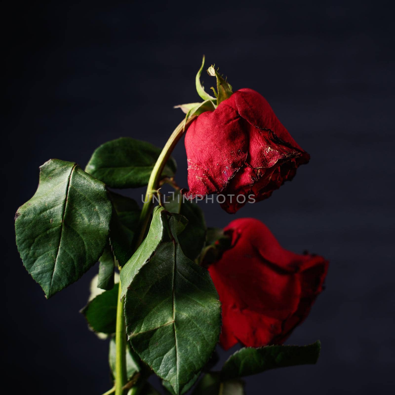 Withered rose on dark gray background and wooden table with fall petals and leaves, design concept of sad Valentine's day romance, broken up, copy,space.