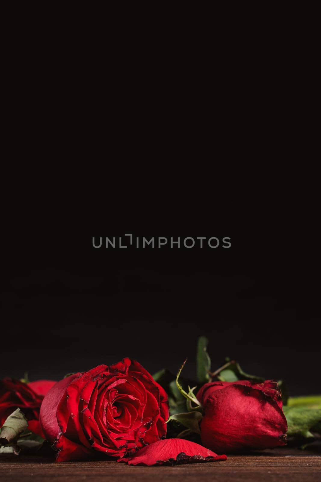 Withered rose on dark gray background and wooden table with fall petals and leaves, design concept of sad Valentine's day romance, broken up, copy,space.