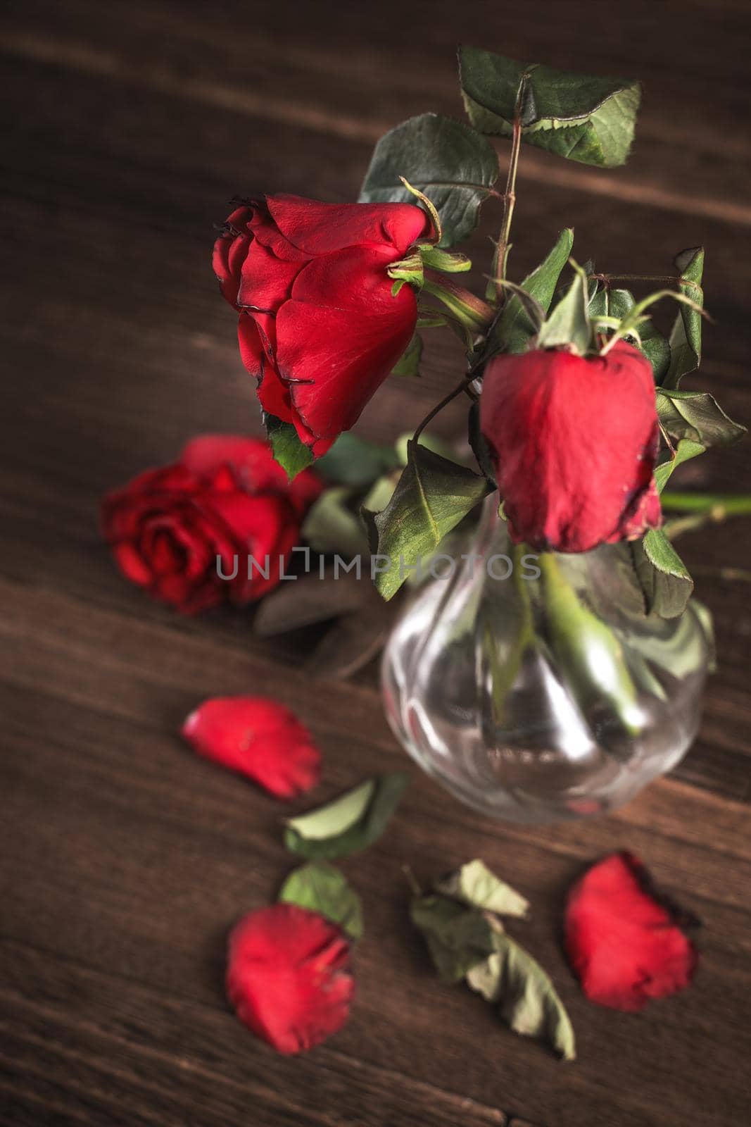 Withered rose on dark gray background and wooden table with fall petals and leaves, design concept of sad Valentine's day romance, broken up, copy,space.
