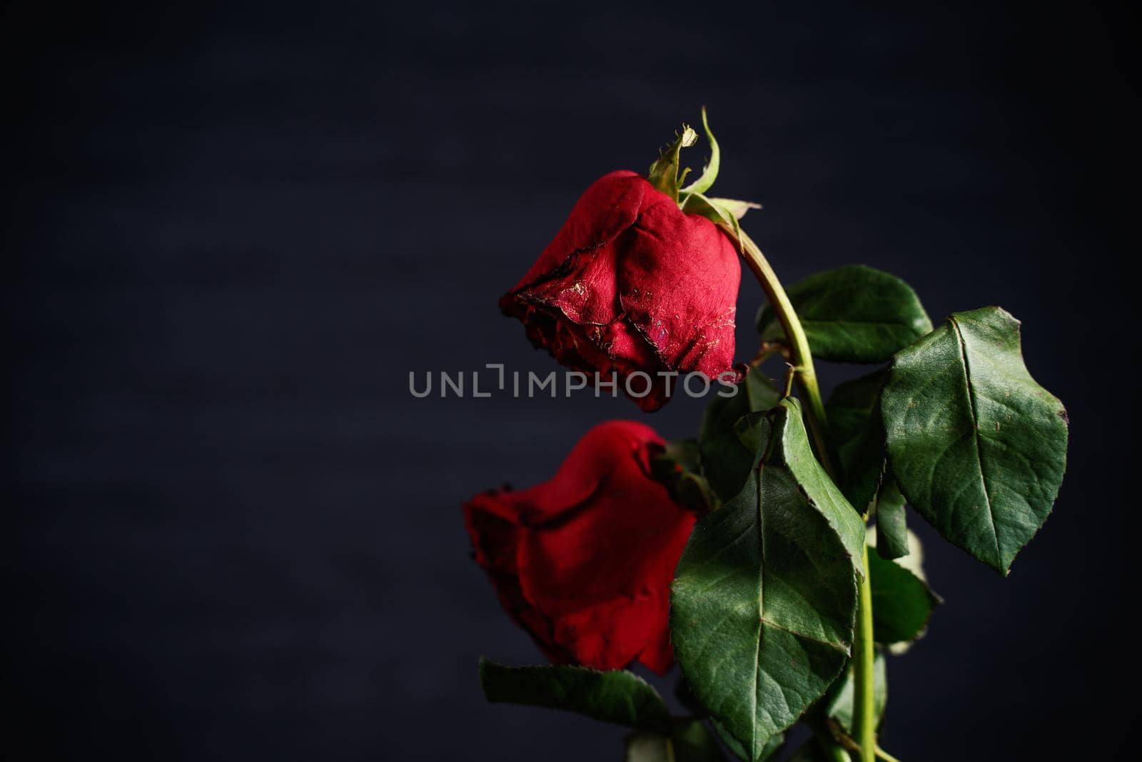 Withered rose on dark gray background and wooden table with fall petals and leaves, design concept of sad Valentine's day romance, broken up, copy,space.