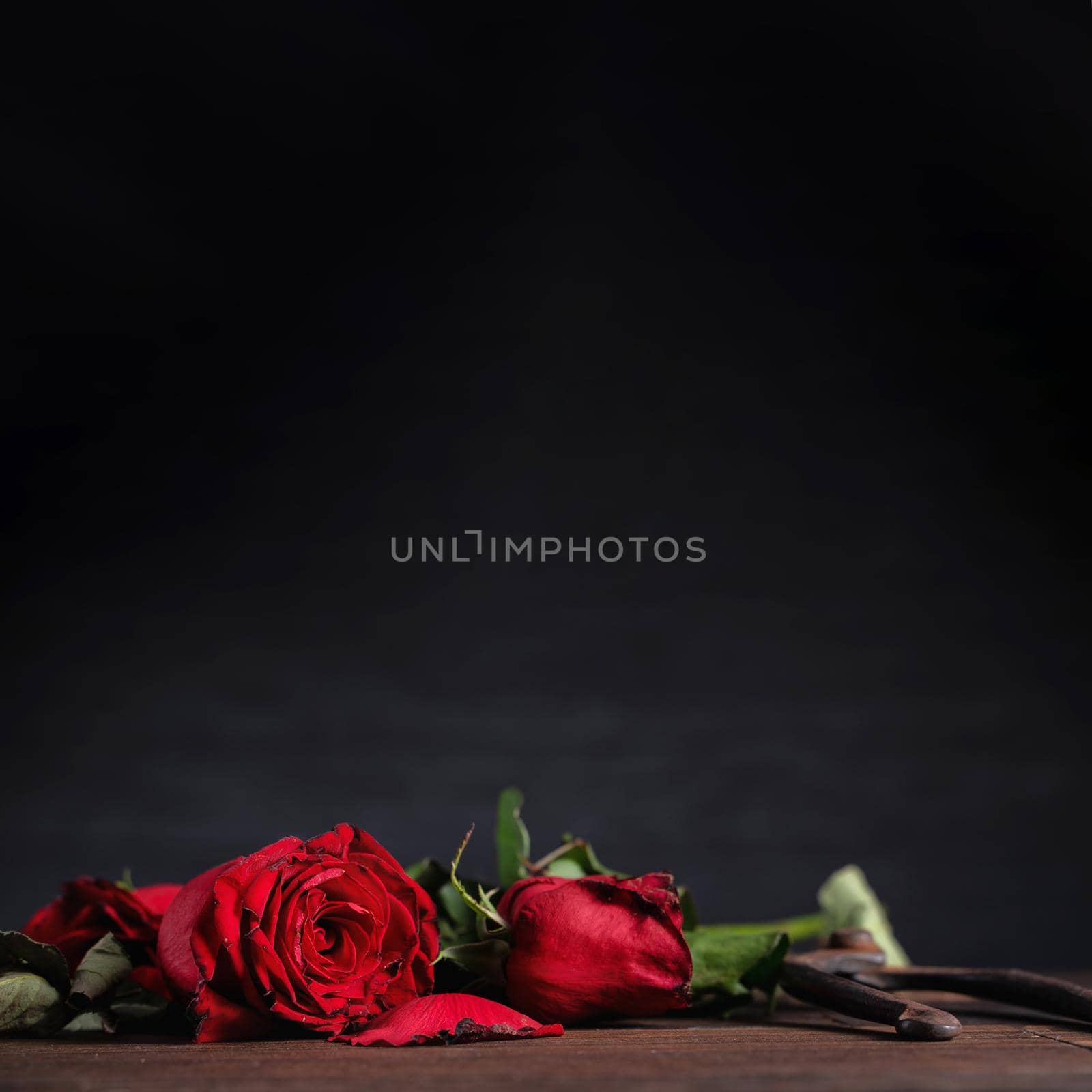 Withered rose on dark gray background and wooden table with fall petals and leaves, design concept of sad Valentine's day romance, broken up, copy,space.