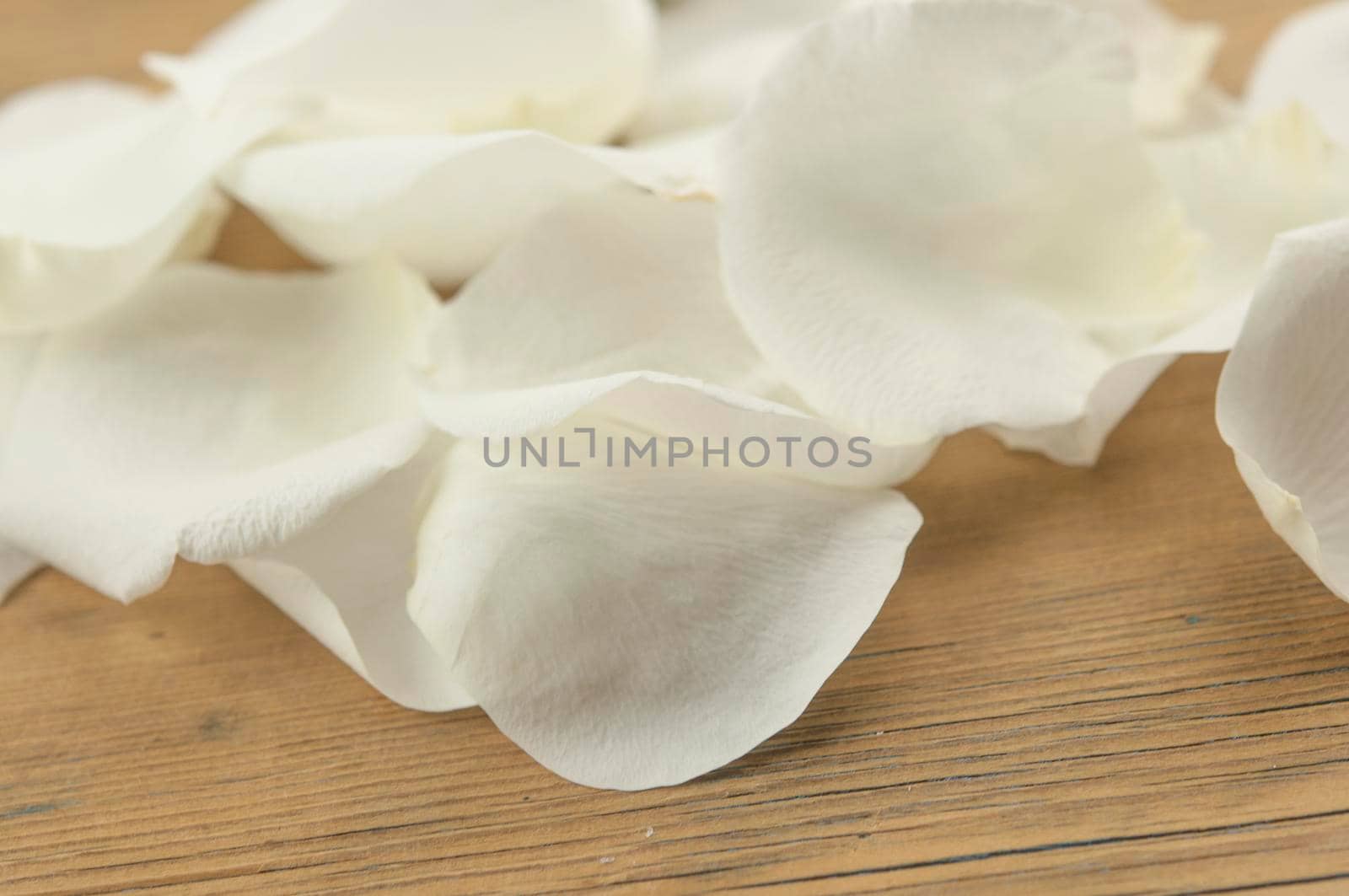 White rose petals on the dark wood table. Romantic date. Birthday. Wedding. Holiday. Copy space. Top view