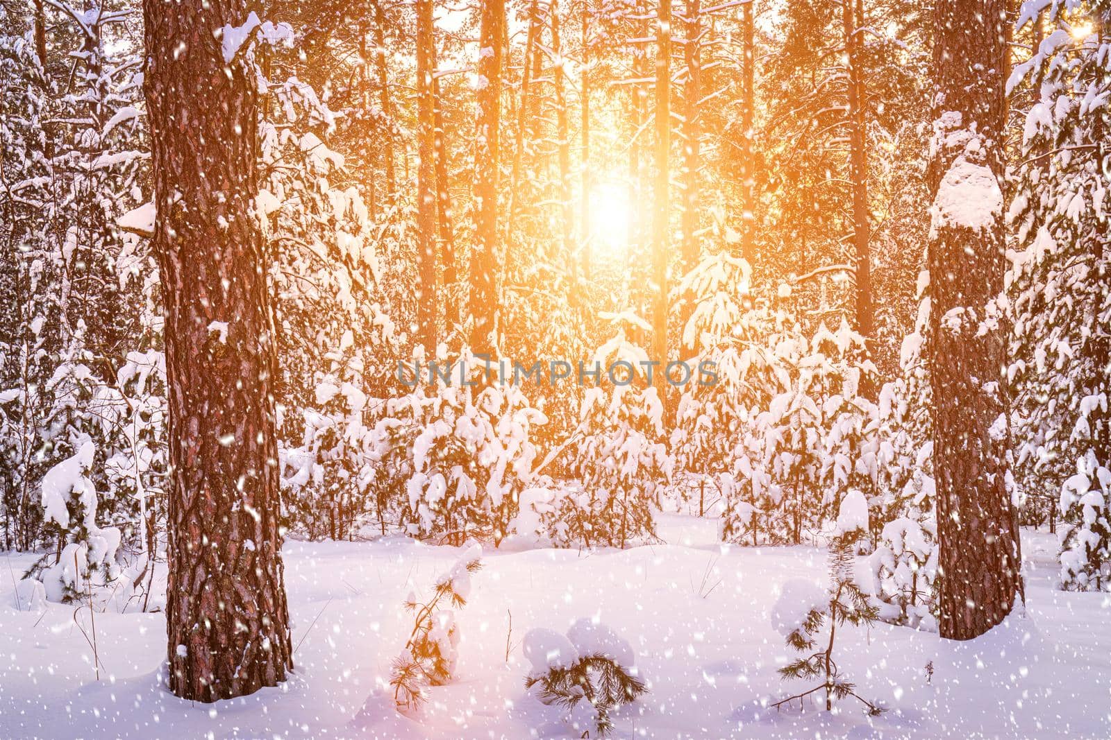 Sunset or sunrise in the winter pine forest with falling snow. Rows of pine trunks with the sun's rays passing through them. Snowfall.