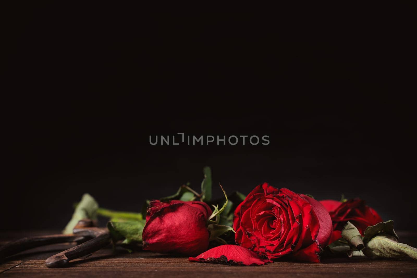 Withered rose on dark gray background and wooden table with fall petals and leaves, design concept of sad Valentine's day romance, broken up, copy,space.