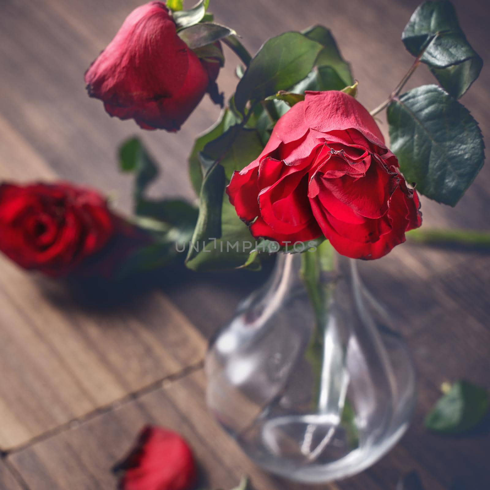 Withered rose on dark gray background and wooden table with fall petals and leaves, design concept of sad Valentine's day romance, broken up, copy,space.