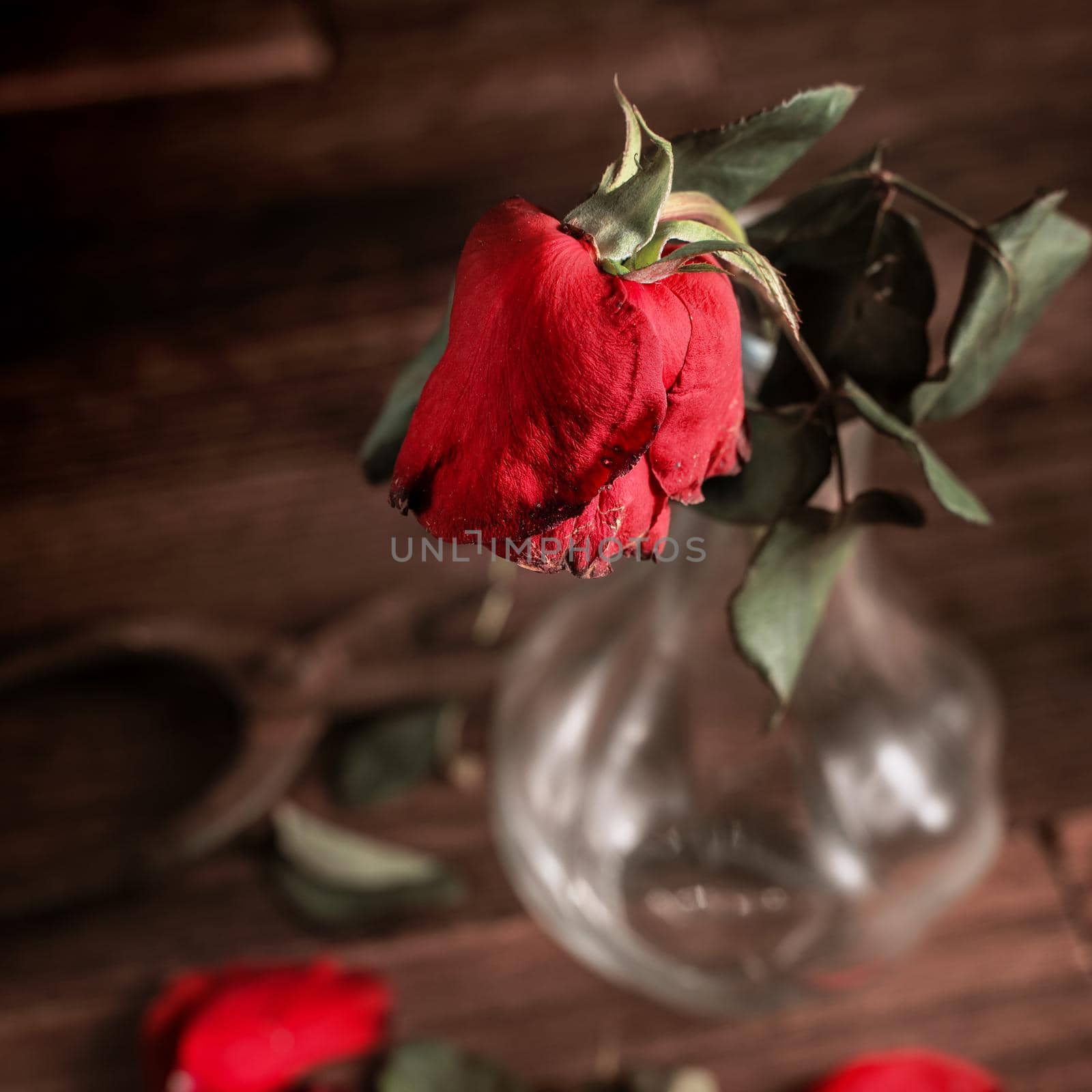 Withered rose on dark gray background and wooden table with fall petals and leaves, design concept of sad Valentine's day romance, broken up, copy,space.