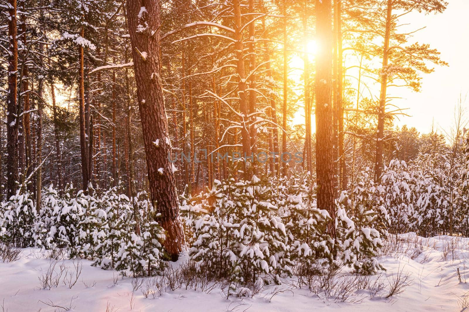 Sunset or sunrise in the winter pine forest covered with a snow. Rows of pine trunks with the sun's rays. Snowfall. by Eugene_Yemelyanov