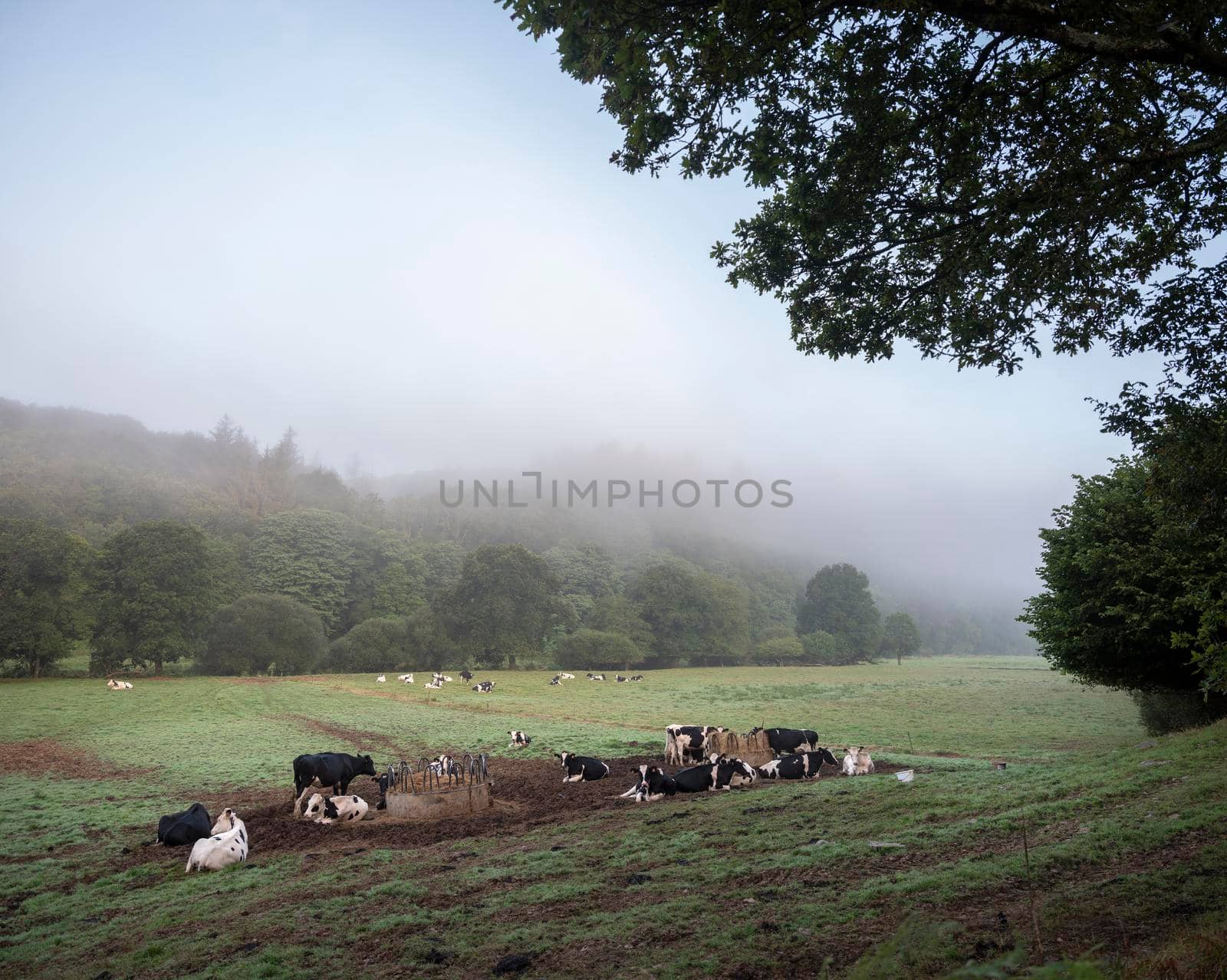 spotted cows in hills of central brittany near nature park d'armorique in france by ahavelaar