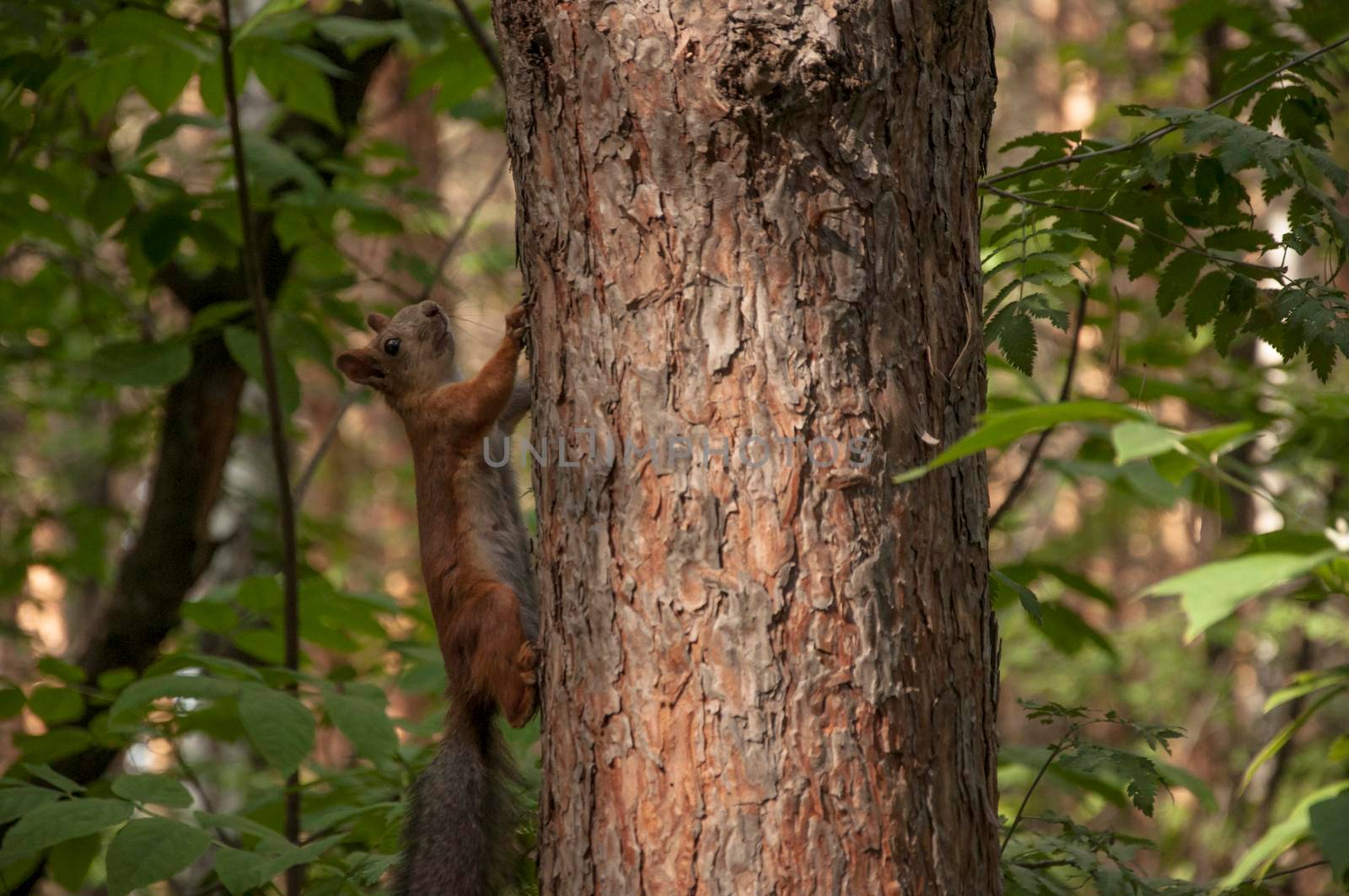 A small squirrel on a tree branch among the leaves on a bright day. Red squirrel sits on a tree branch in park