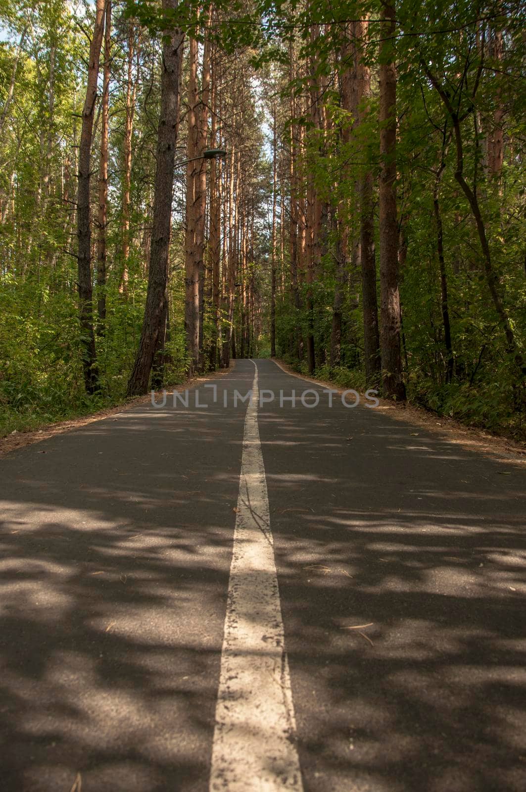 An asphalt road with markings runs through the forest in summer day