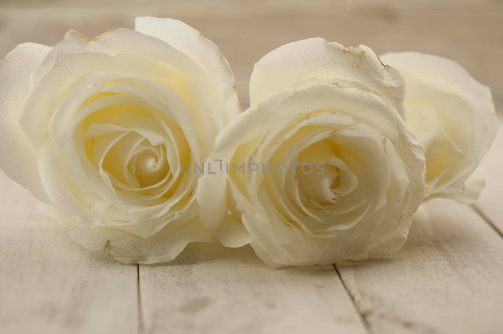 Bouquet of white wedding roses on wood background with floral petals by inxti