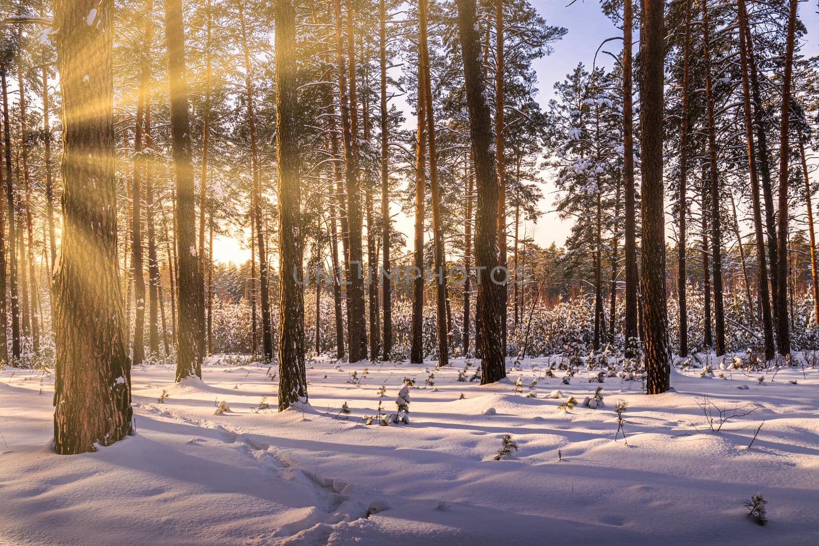 Sunset or sunrise in the winter pine forest covered with a snow. Rows of pine trunks with the sun's rays. Snowfall. by Eugene_Yemelyanov