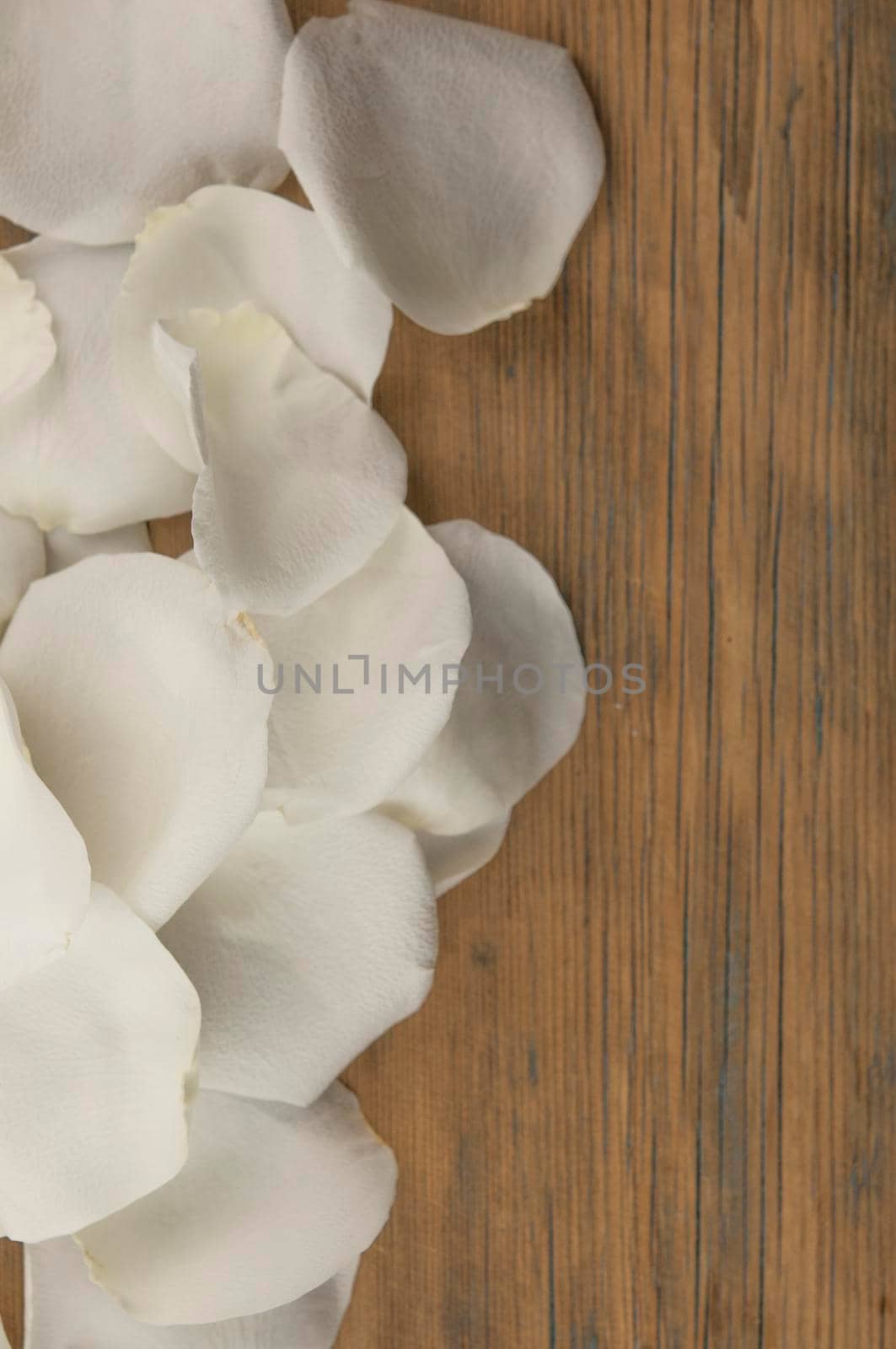 White rose petals on the brown wood table. Romantic date. Birthday. Wedding. Holiday. Copy space by inxti
