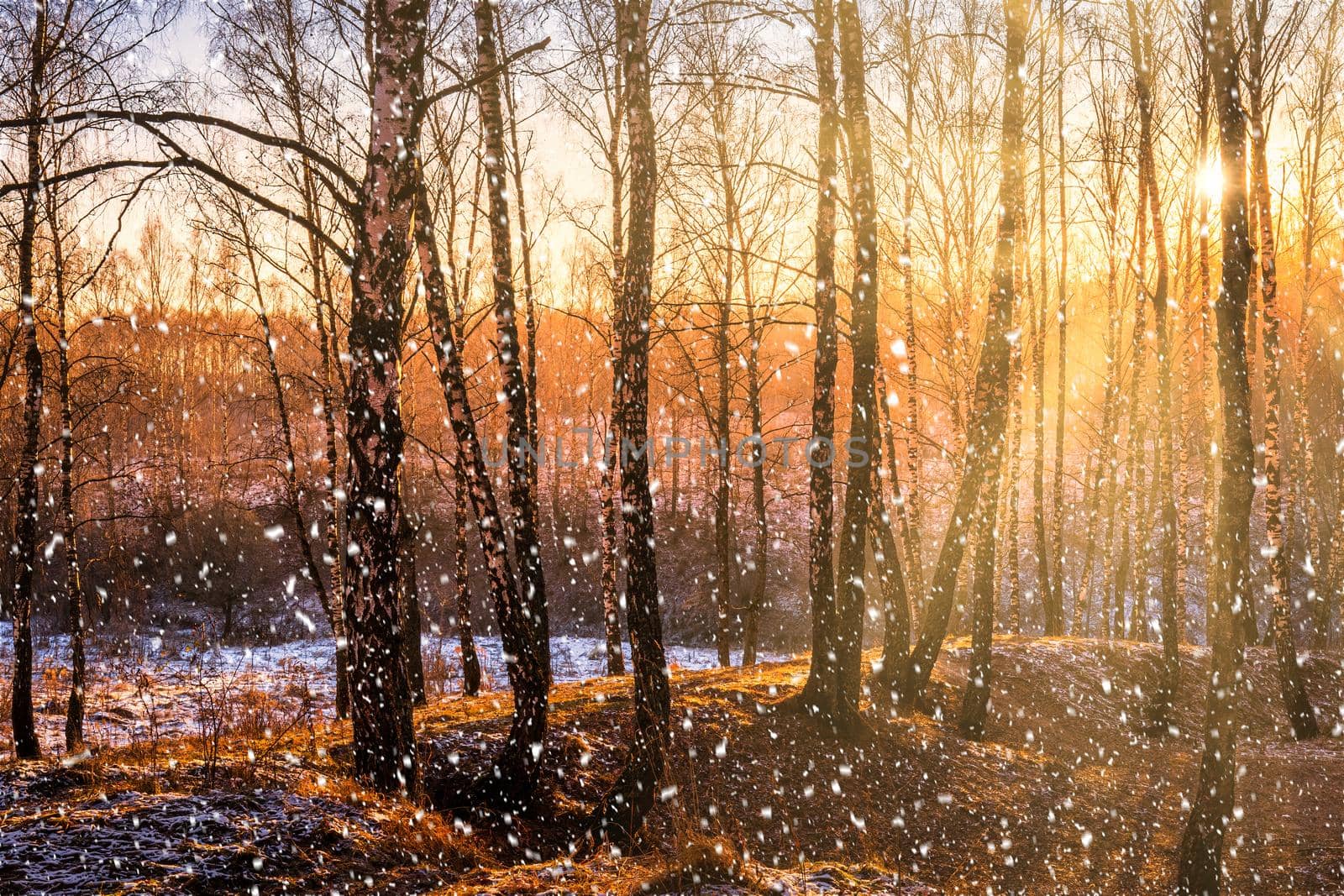 Sunset or sunrise in a birch grove with a falling snow. Rows of birch trunks with the sun's rays passing through them. Snowfall.