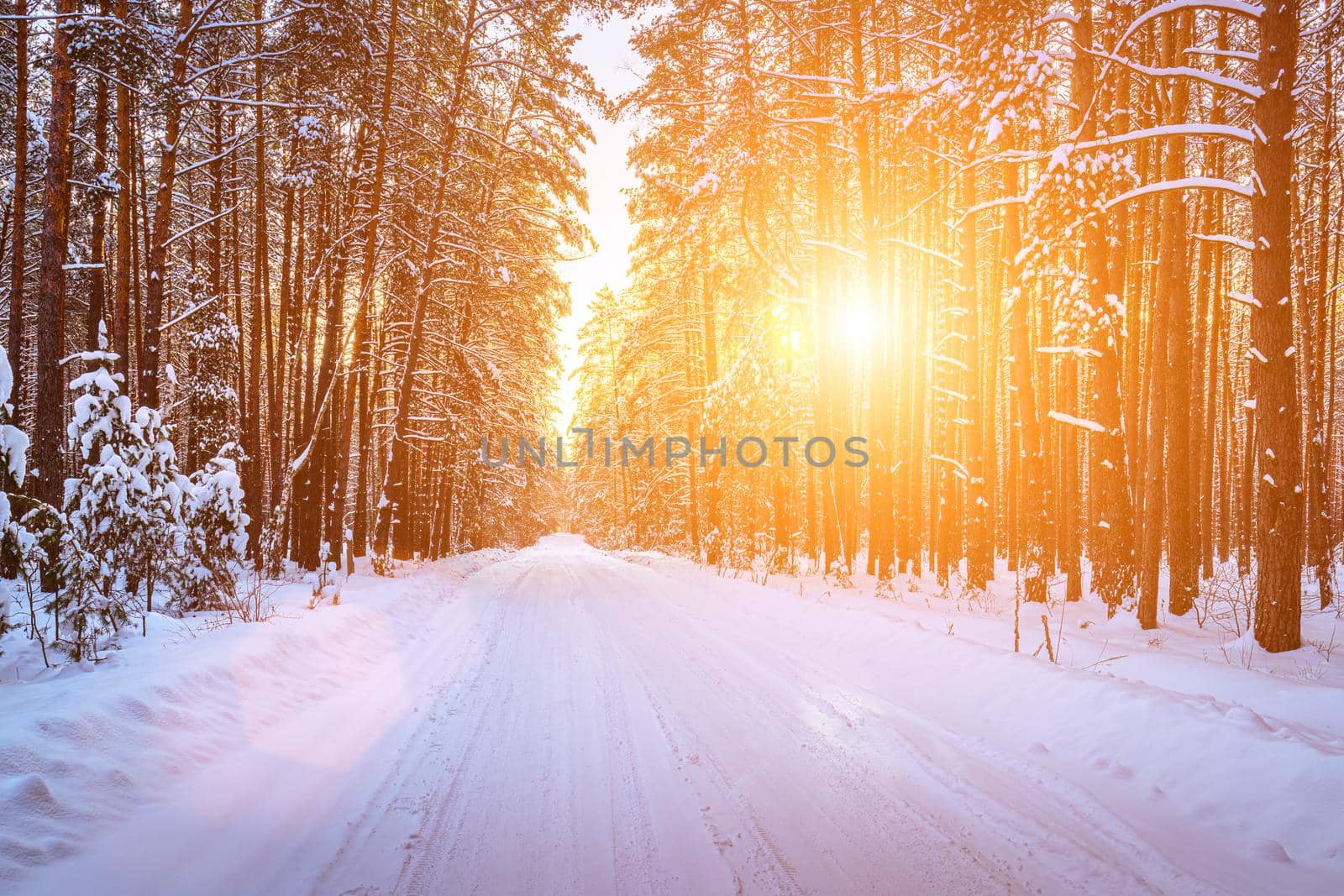 Automobile road through a pine winter forest covered with snow. Pines along the edges of the road and the rays of the sun shining through them. by Eugene_Yemelyanov
