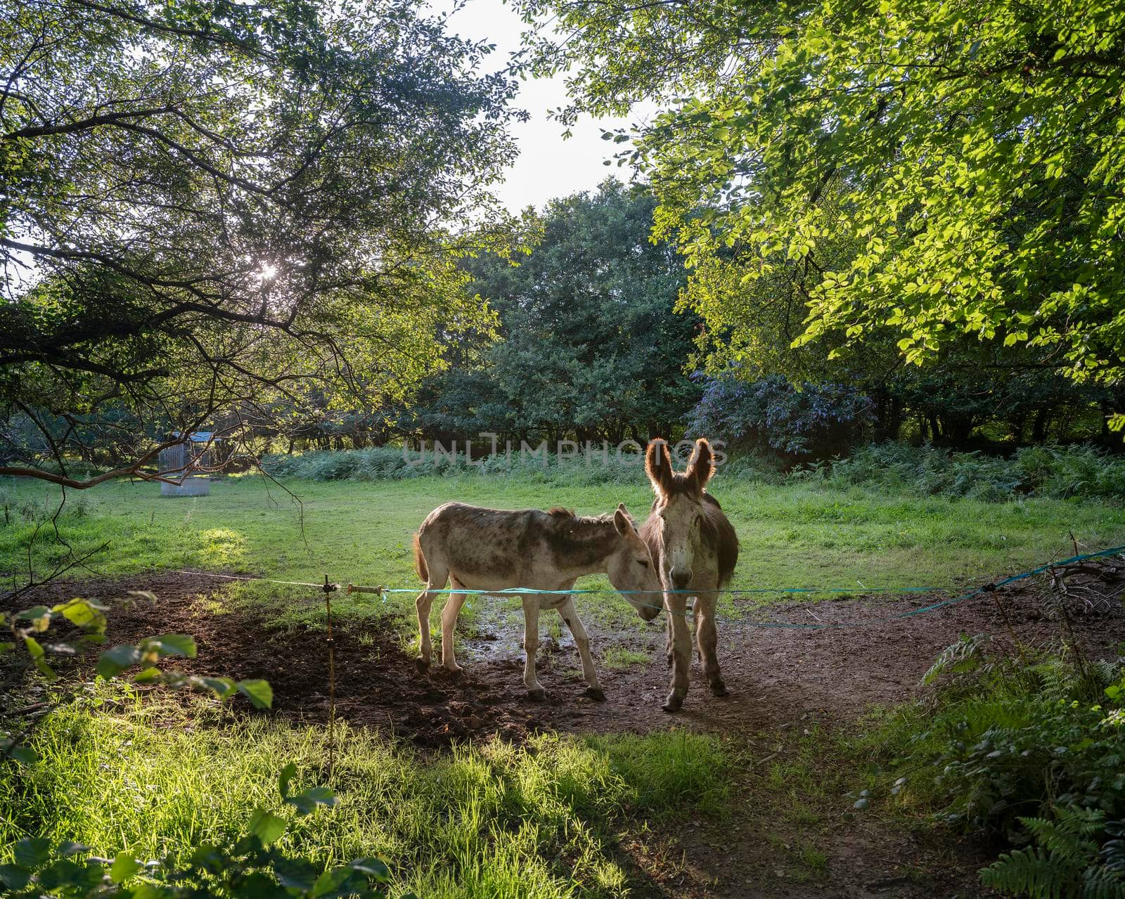 two donkeys under trees in french brittany at sunset by ahavelaar