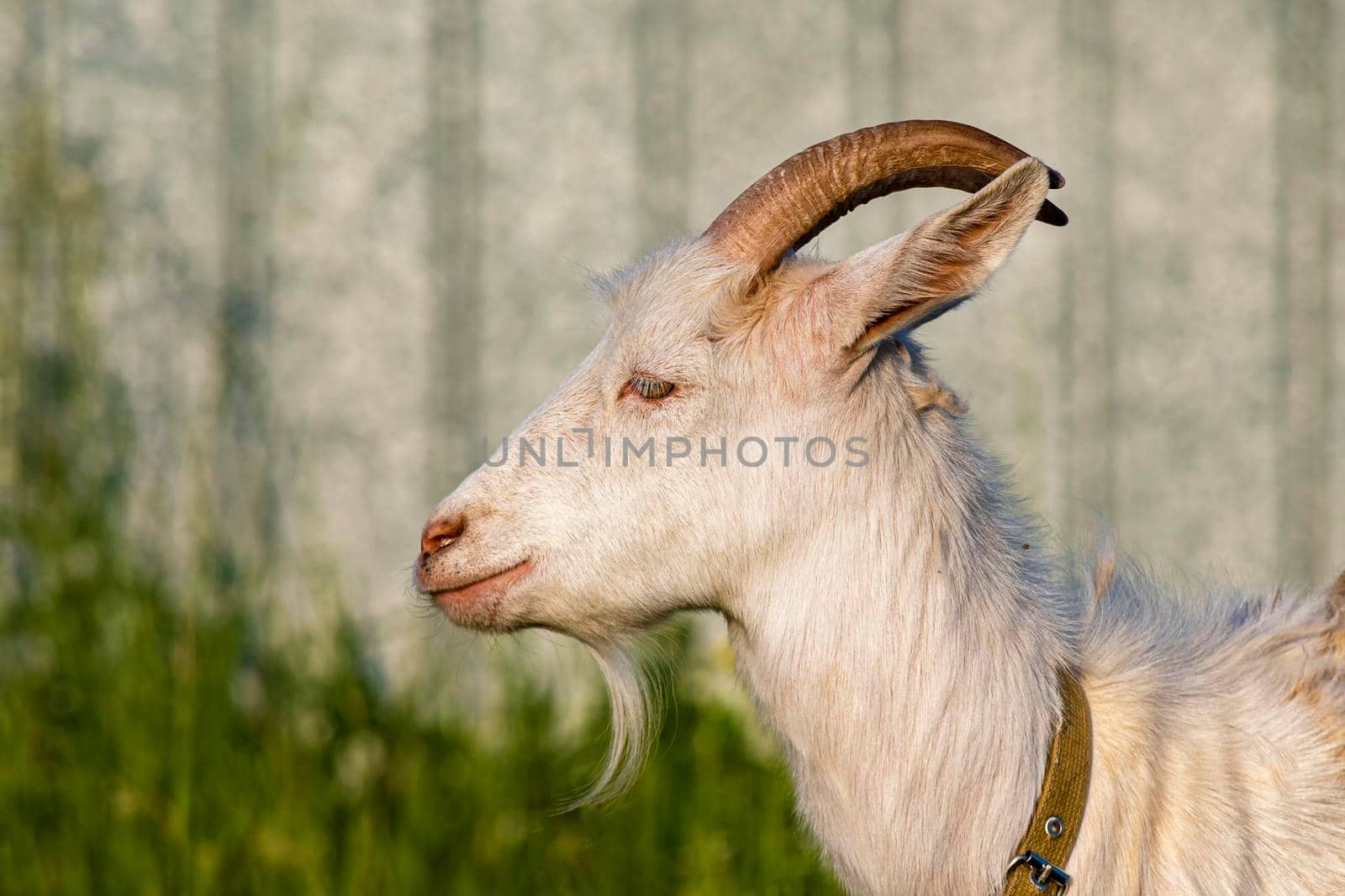 Goat on green summer meadow. Side view. by Essffes