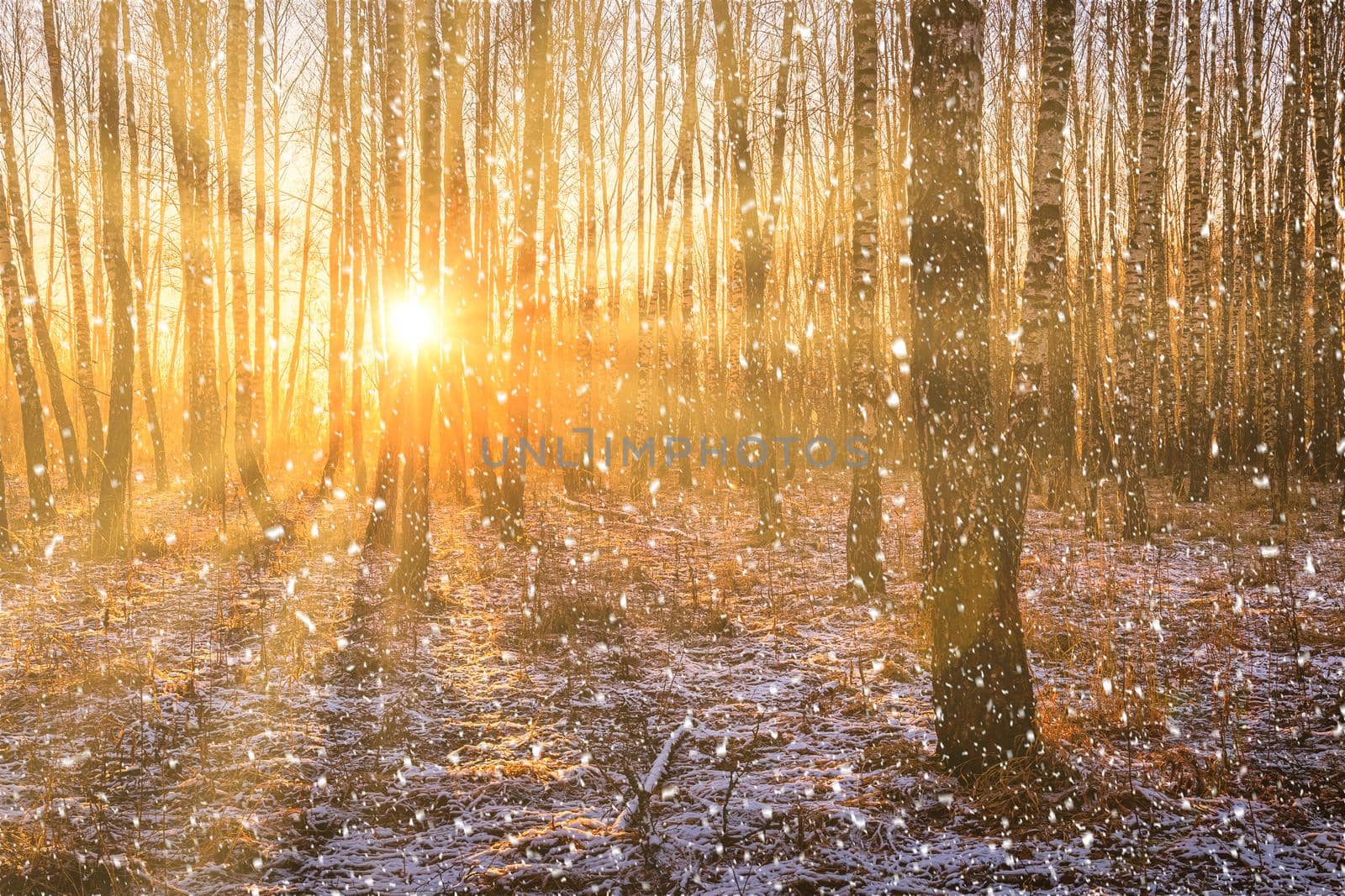 Sunset or sunrise in a birch grove with a falling snow. Rows of birch trunks with the sun's rays passing through them. Snowfall.