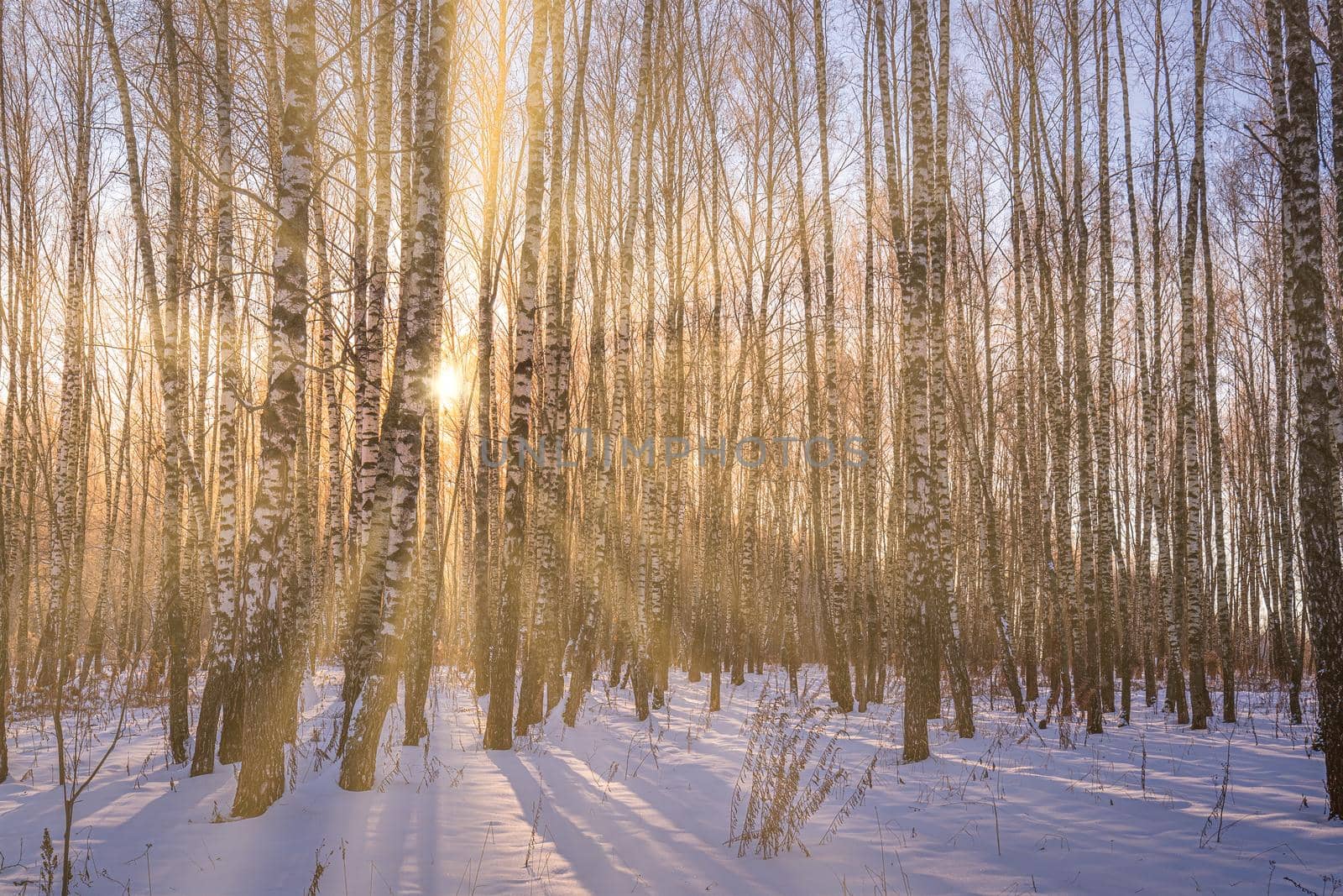 Sunset or sunrise in a birch grove with winter snow. Rows of birch trunks with the sun's rays. by Eugene_Yemelyanov