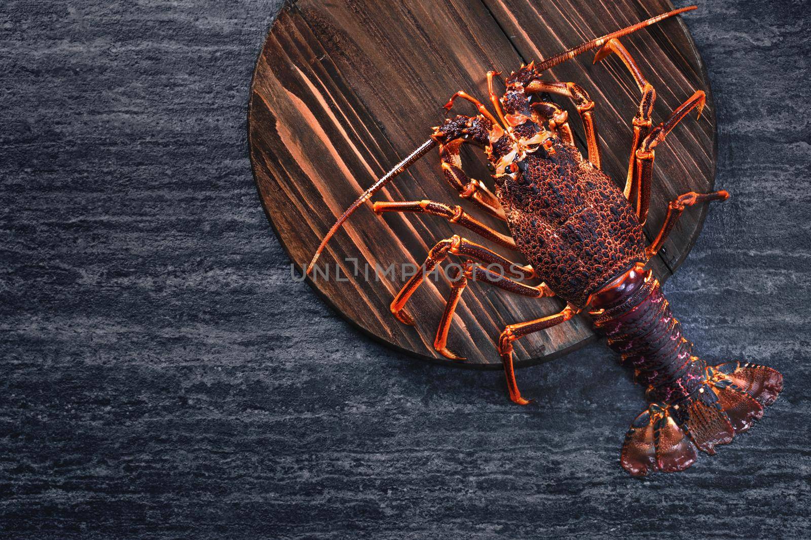 Raw fresh Cape rock lobster, West Coast rock lobster, Jasus lalandii on a dark slate background with cold ice cubes, top view, flat lay, overhead shot.