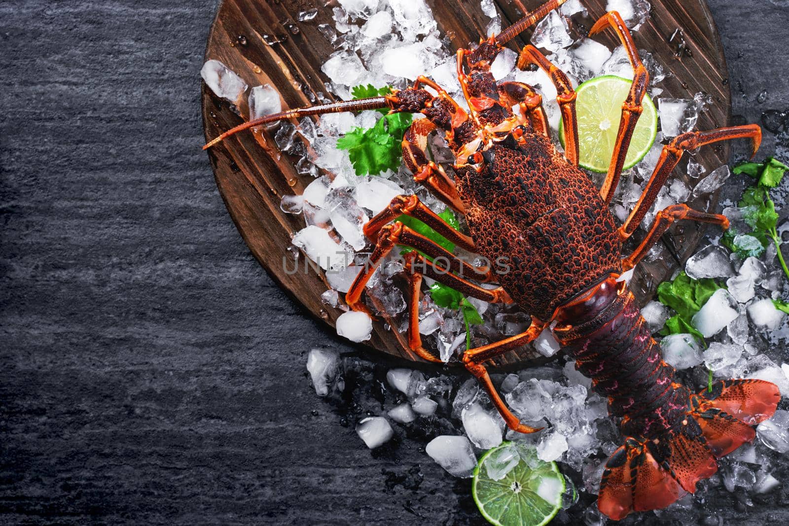 Raw fresh Cape rock lobster, West Coast rock lobster, Jasus lalandii on a dark slate background with cold ice cubes, top view, flat lay, overhead shot. by ROMIXIMAGE