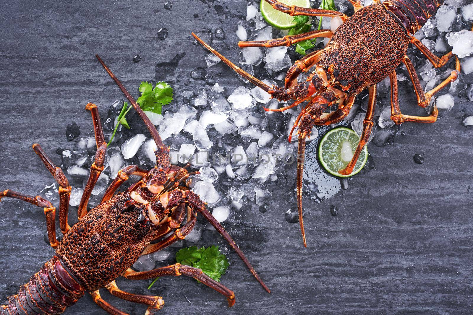 Raw fresh Cape rock lobster, West Coast rock lobster, Jasus lalandii on a dark slate background with cold ice cubes, top view, flat lay, overhead shot. by ROMIXIMAGE