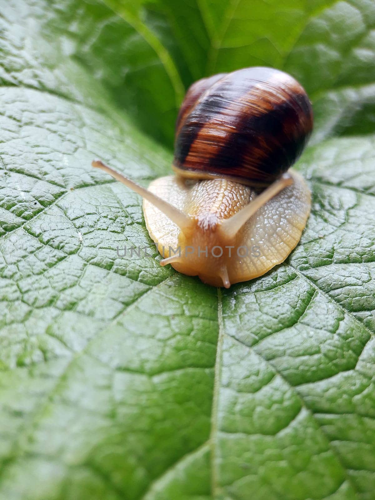 Snail grape close-up on a green leaf after rain.