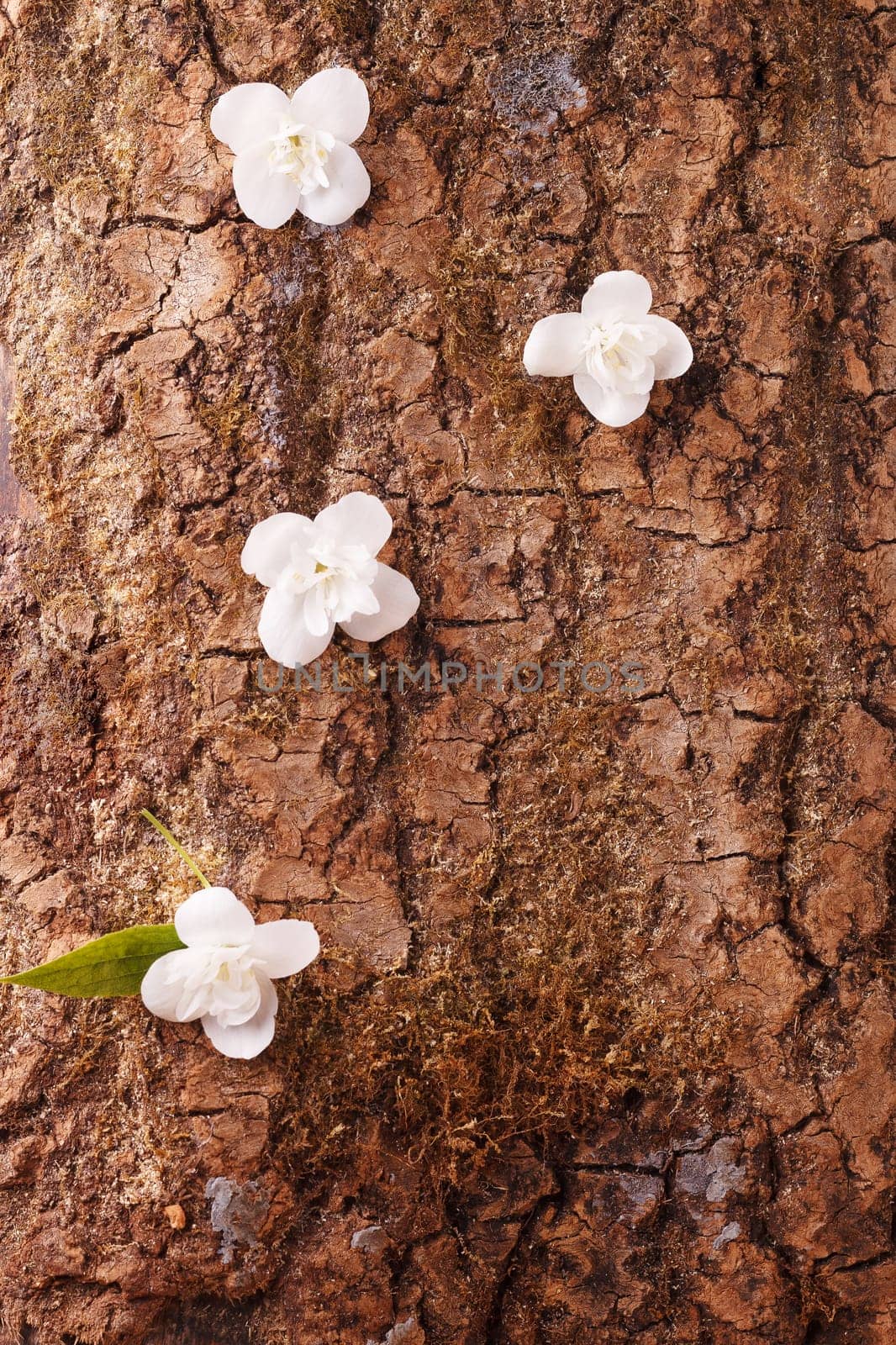 Background, blank, layout made of tree bark with white jasmine flowers. The concept of bio-organic cosmetics with natural extract and vitamins