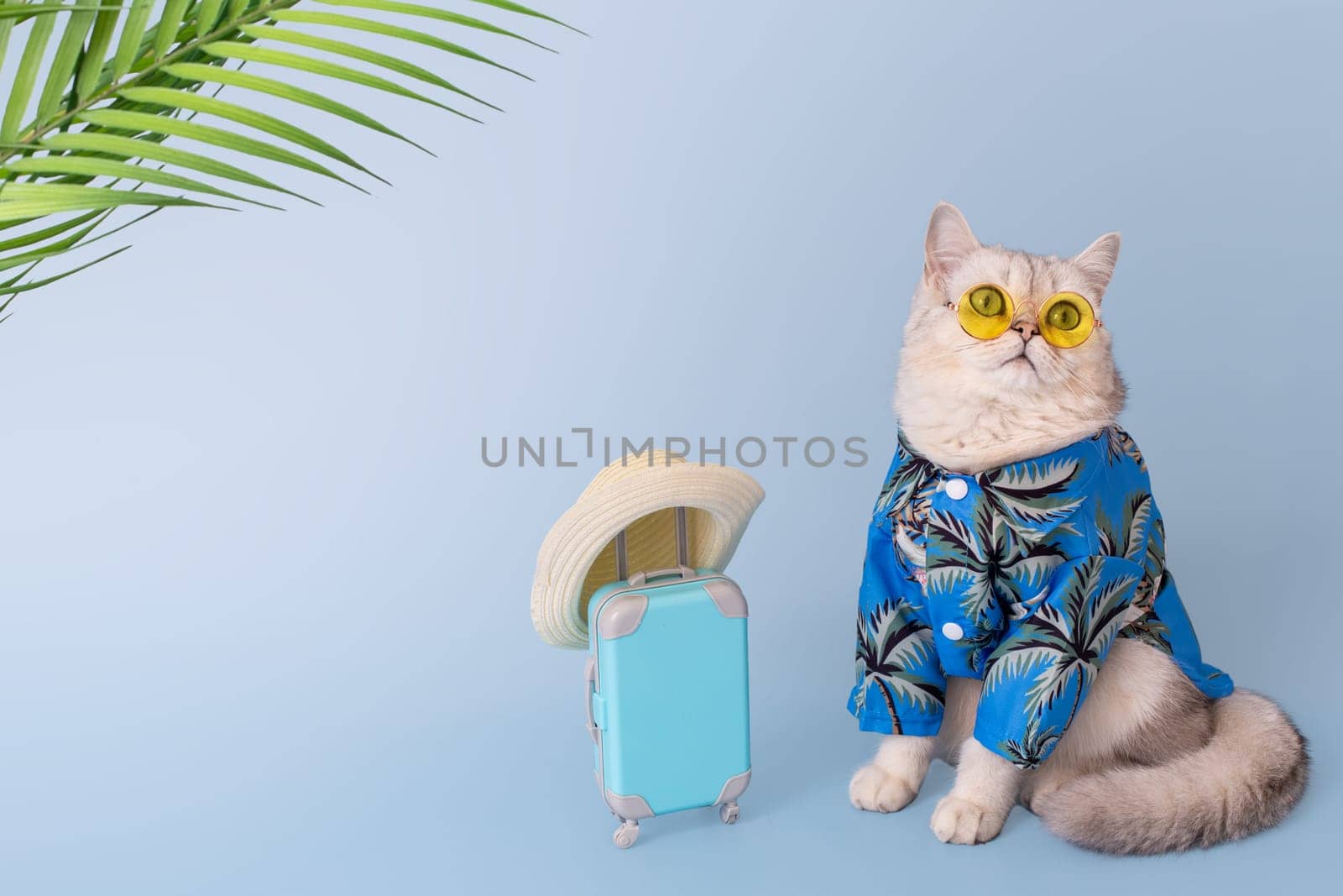 Funny white cat in a blue summer shirt and yellow glasses sitting next to a small blue suitcase with straw hat, on a blue background, under palm leaves, looking up. Copy space