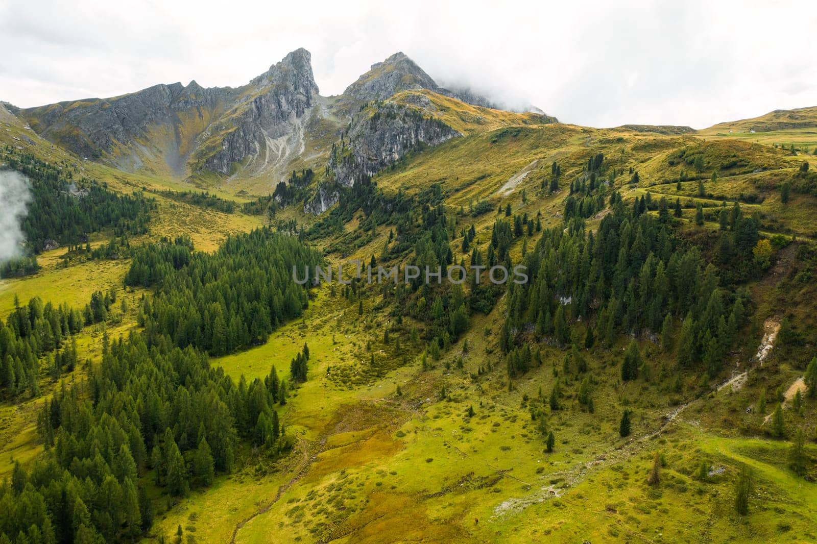 Green valley with tall trees and mountain range on the background.