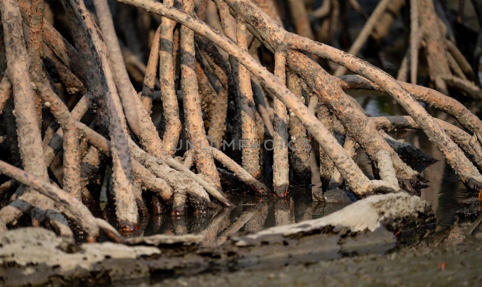 Closeup stilt or prop roots of mangrove tree on the mangrove forest. Mangrove aerial roots. Supporting stilt roots of mangrove trees. The root system of mangroves. Blue carbon sink concept. by Fahroni