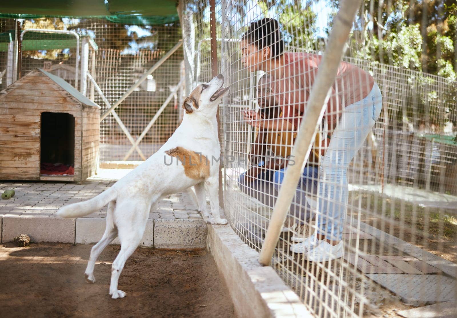 Fence, dog and adoption at animal shelter with black couple playing with animal. Empathy, foster care and man and woman bonding, enjoying time and having fun with excited pet at vet, kennel or pound