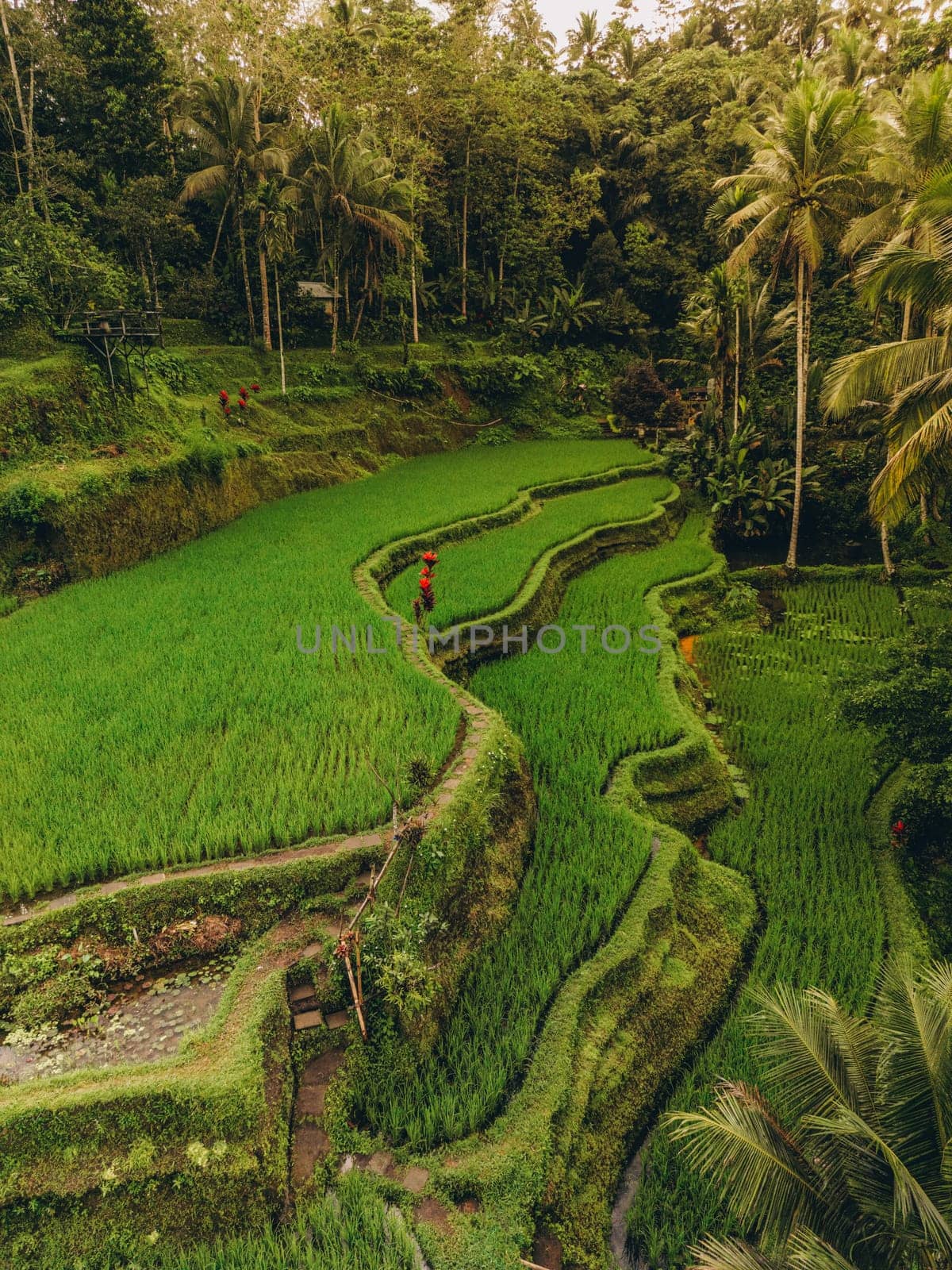 Aerial view of Tegallalang Bali rice terraces. Tropical landscape on Bali, Indonesia