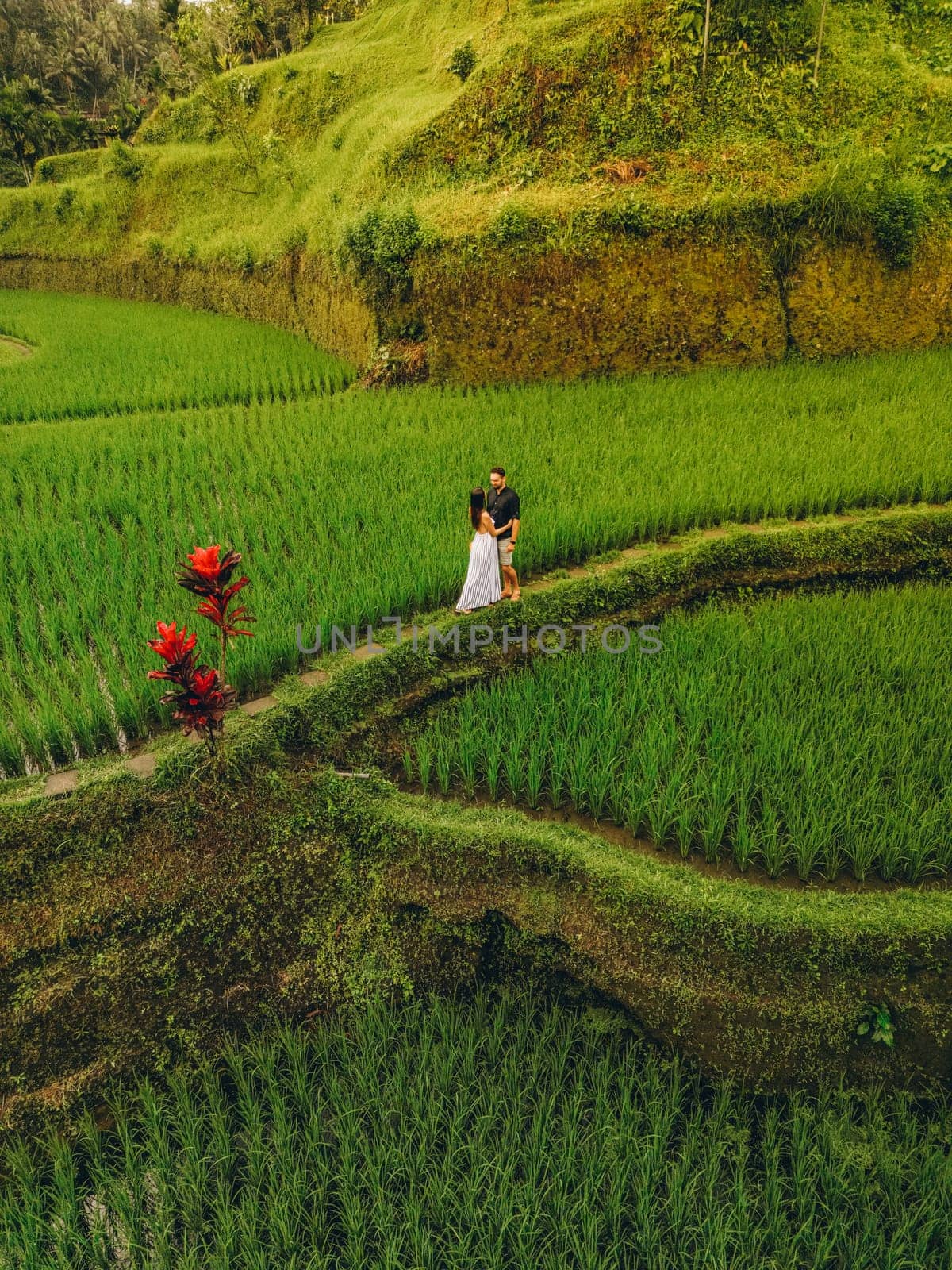 A couple stands in a green field with tall grass, aerial view of Tegallalang Bali rice terraces on Bali, Indonesia.