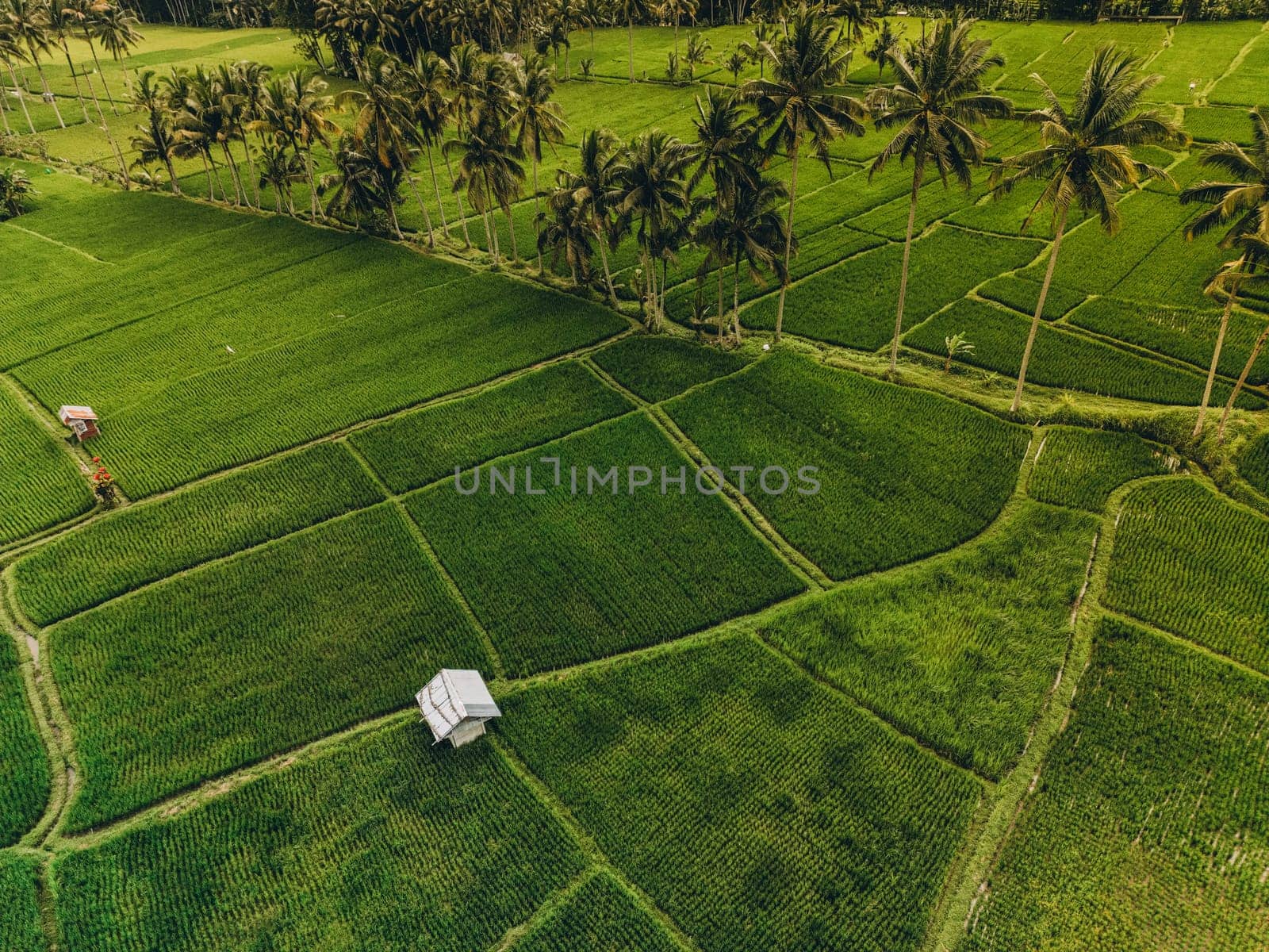 Aerial view of abstract geometric shapes of Bali Lush green rice fields by Popov