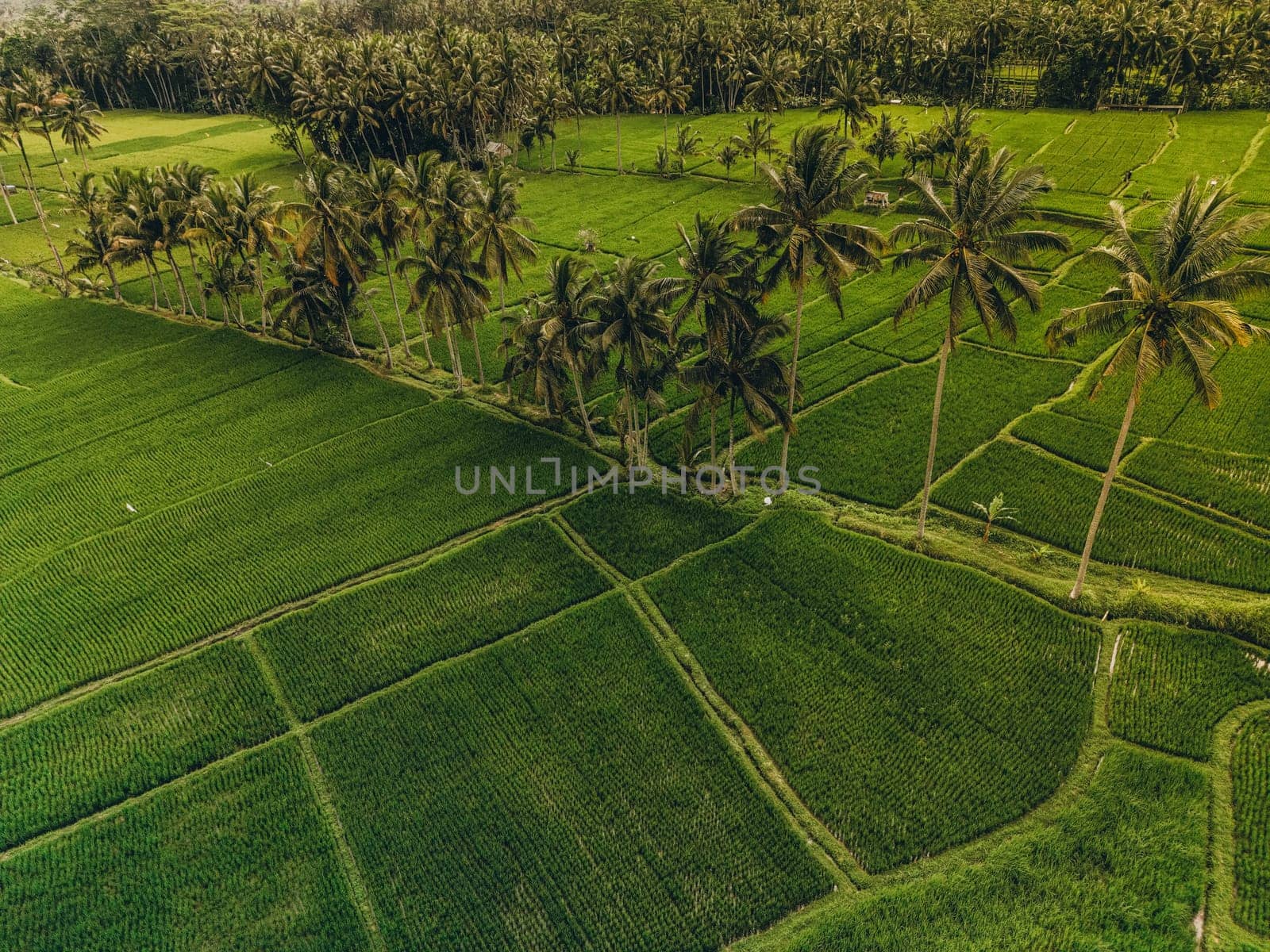 Aerial view of abstract geometric shapes of Bali Lush green rice fields by Popov