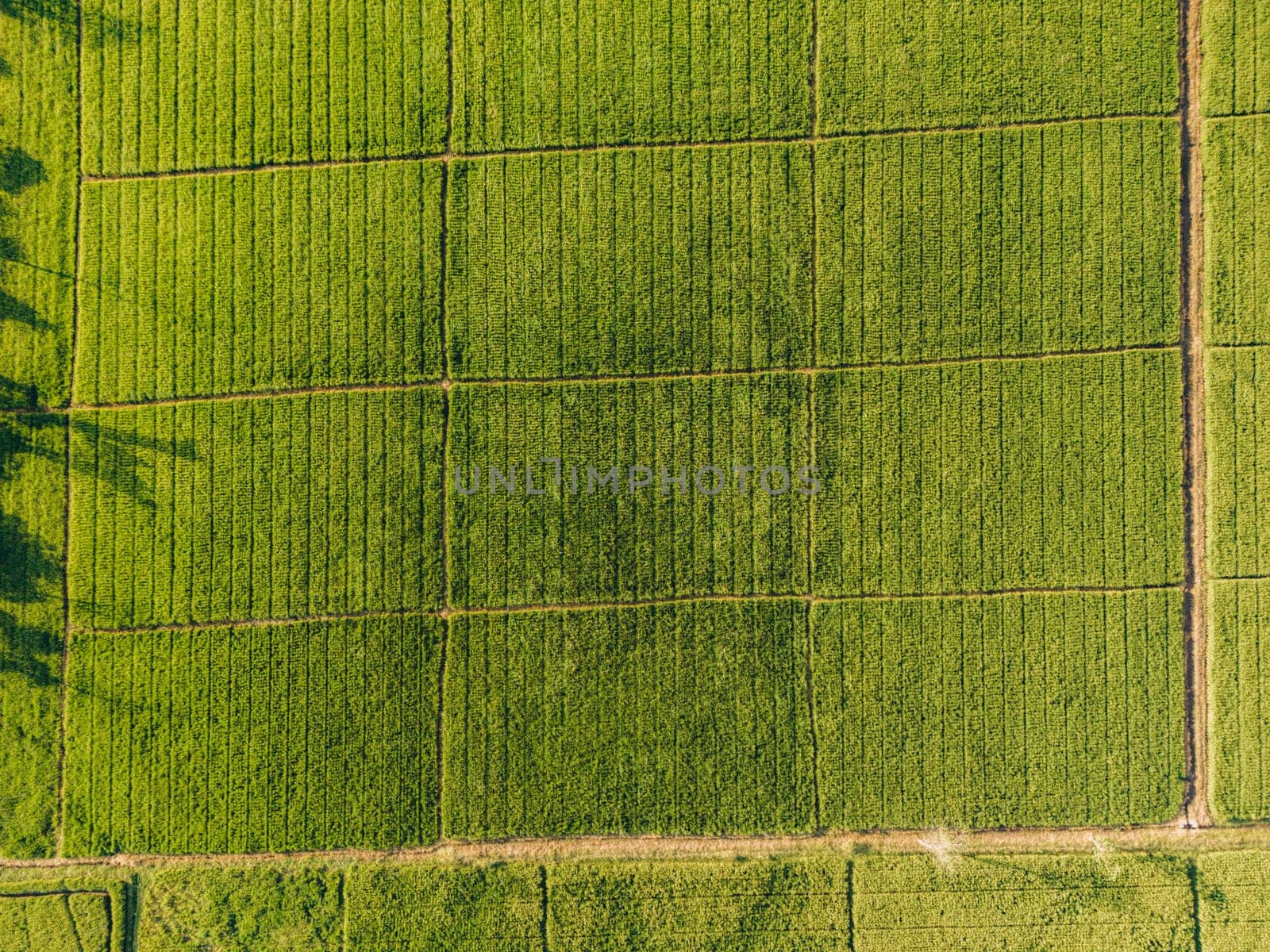 Top view of a green agriculture field with tall grass and rows of plants