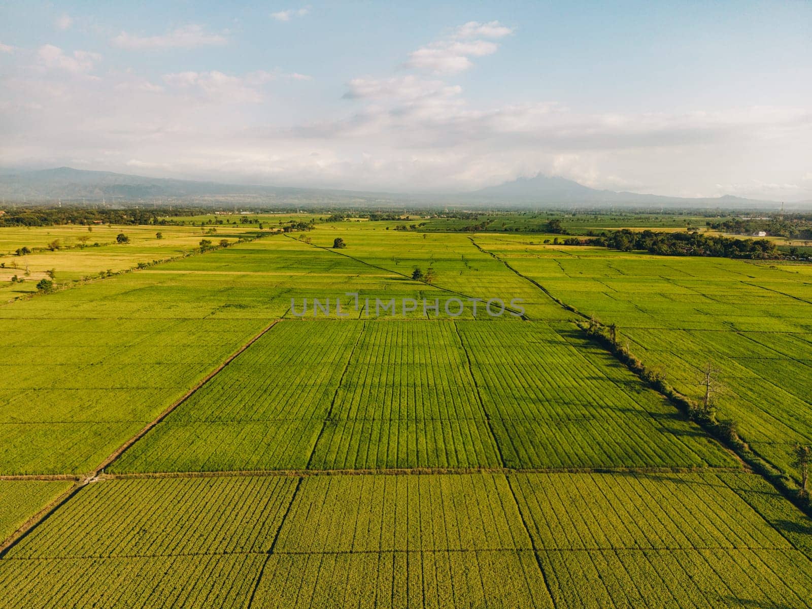 Top view of a green agriculture field with tall grass and rows of plants